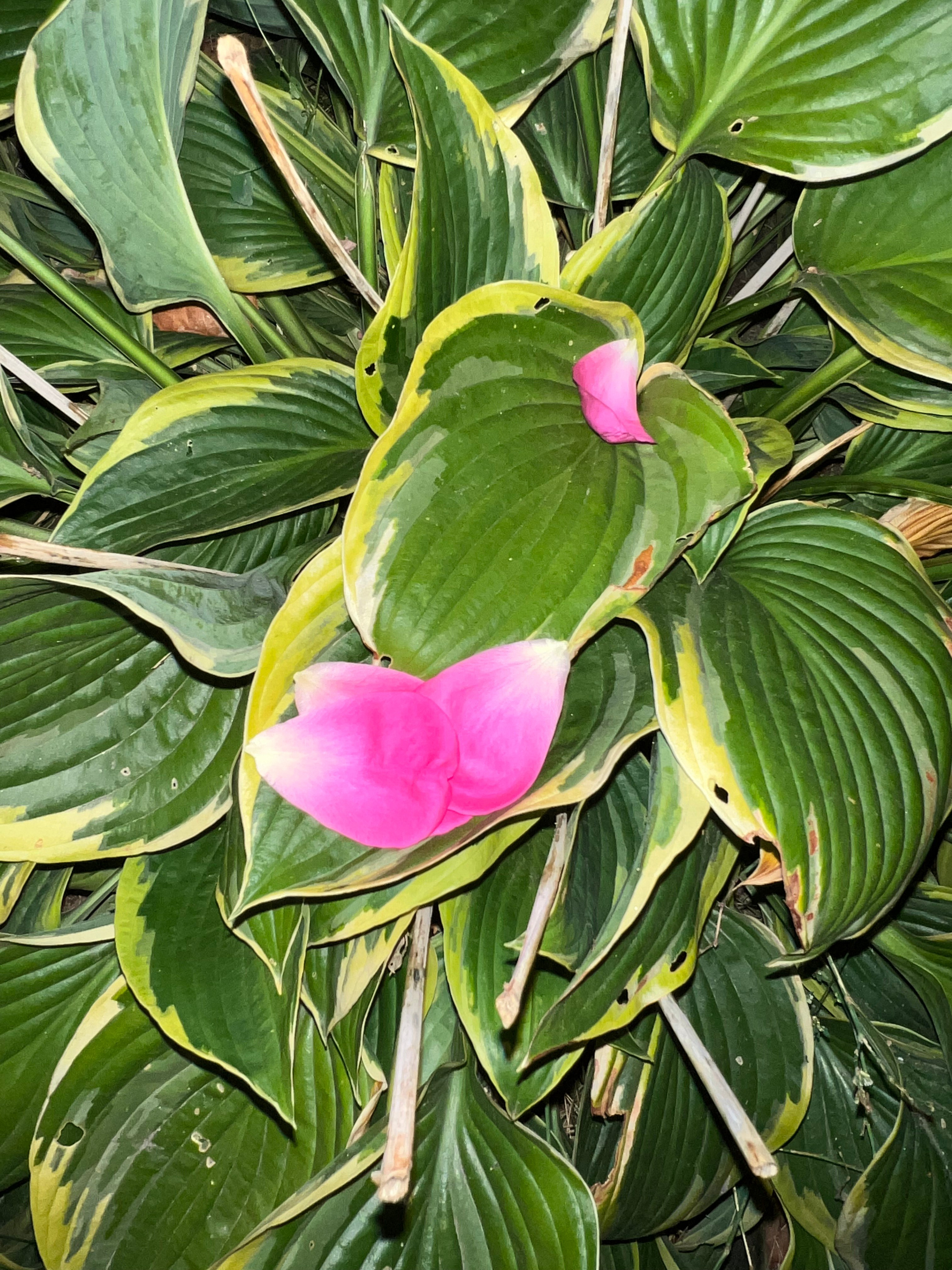 Цветы ночи. Анна Хвалина