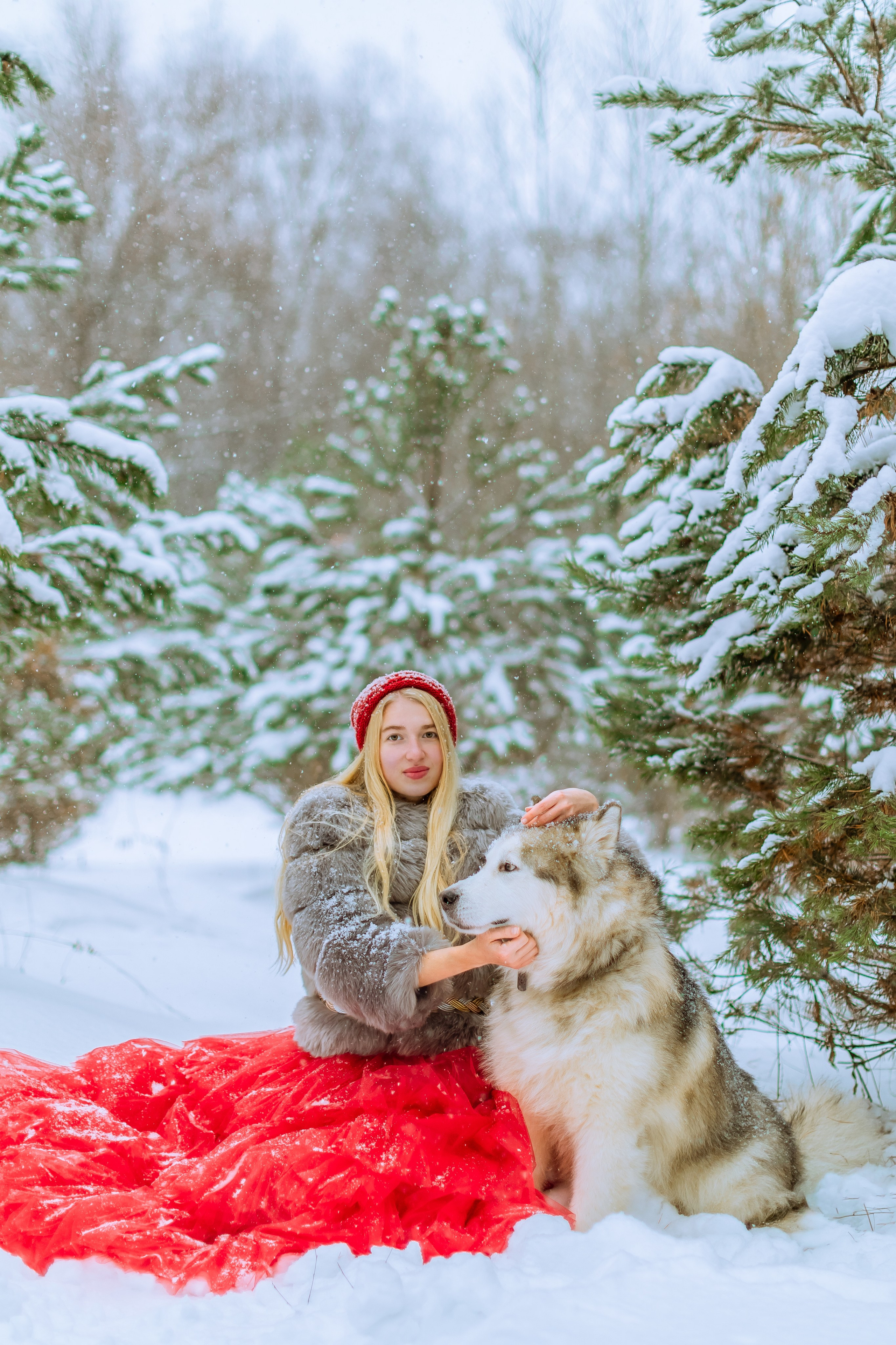 Фотосессии с аляскинским маламутом. Фото и видео Москва, Московский. Свадебный фотограф, видеограф, фотосессии, видеосъемка