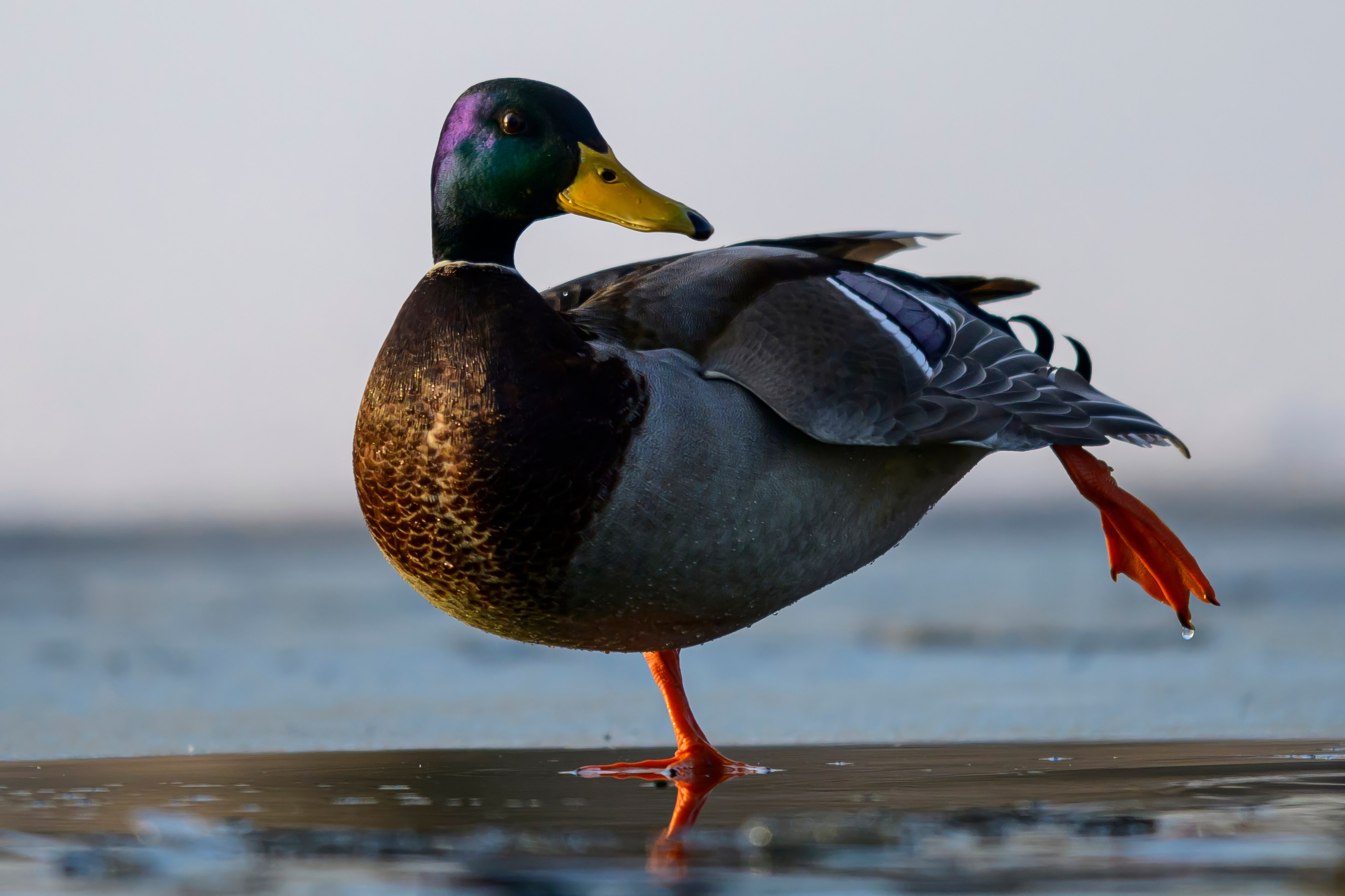 Нырки, гуси, лебеди. Pochards, geese, swans. Wildlife photography by Sergey Puponin