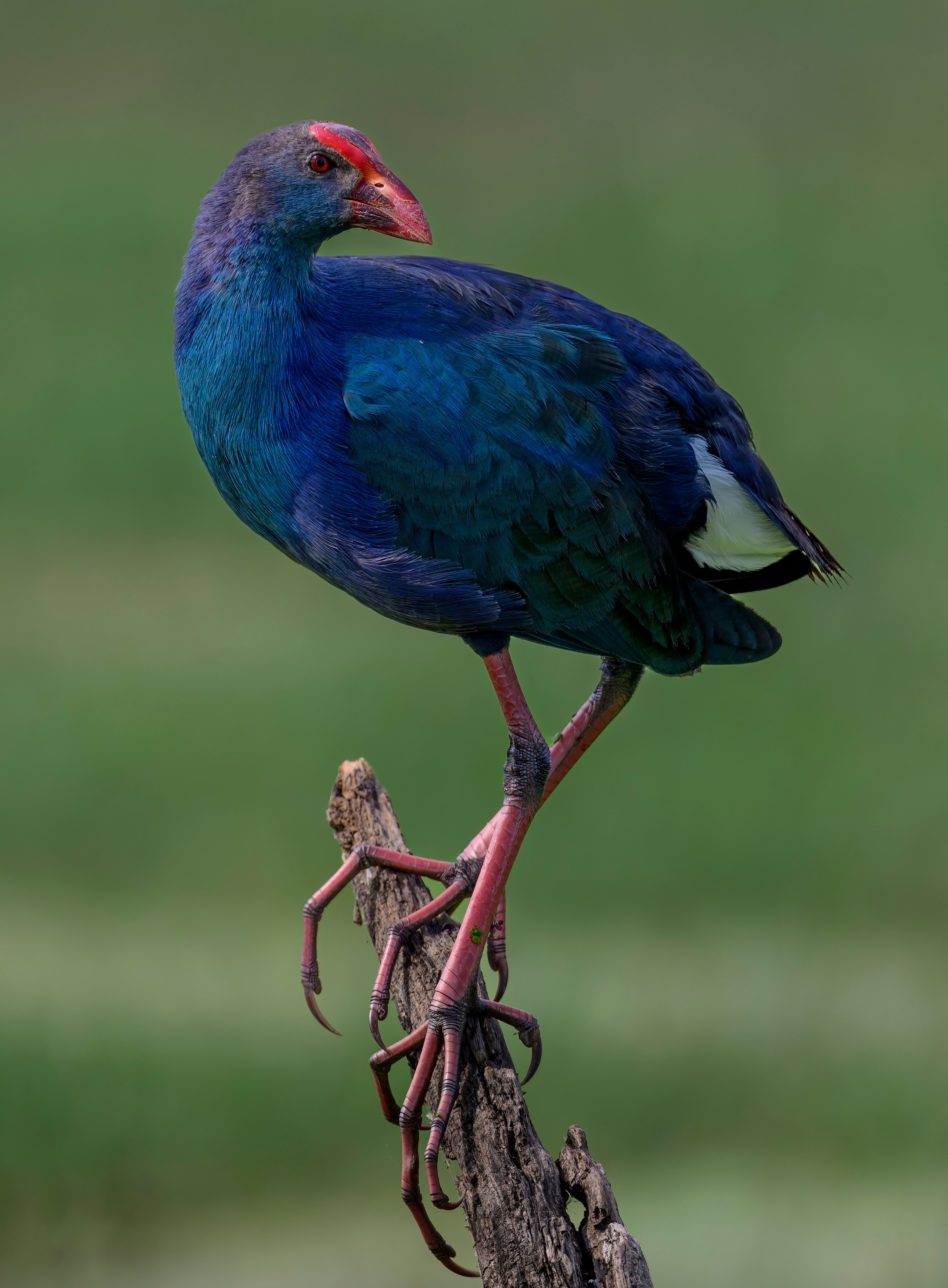 Раджастан, Индия. Wildlife photography by Sergey Puponin