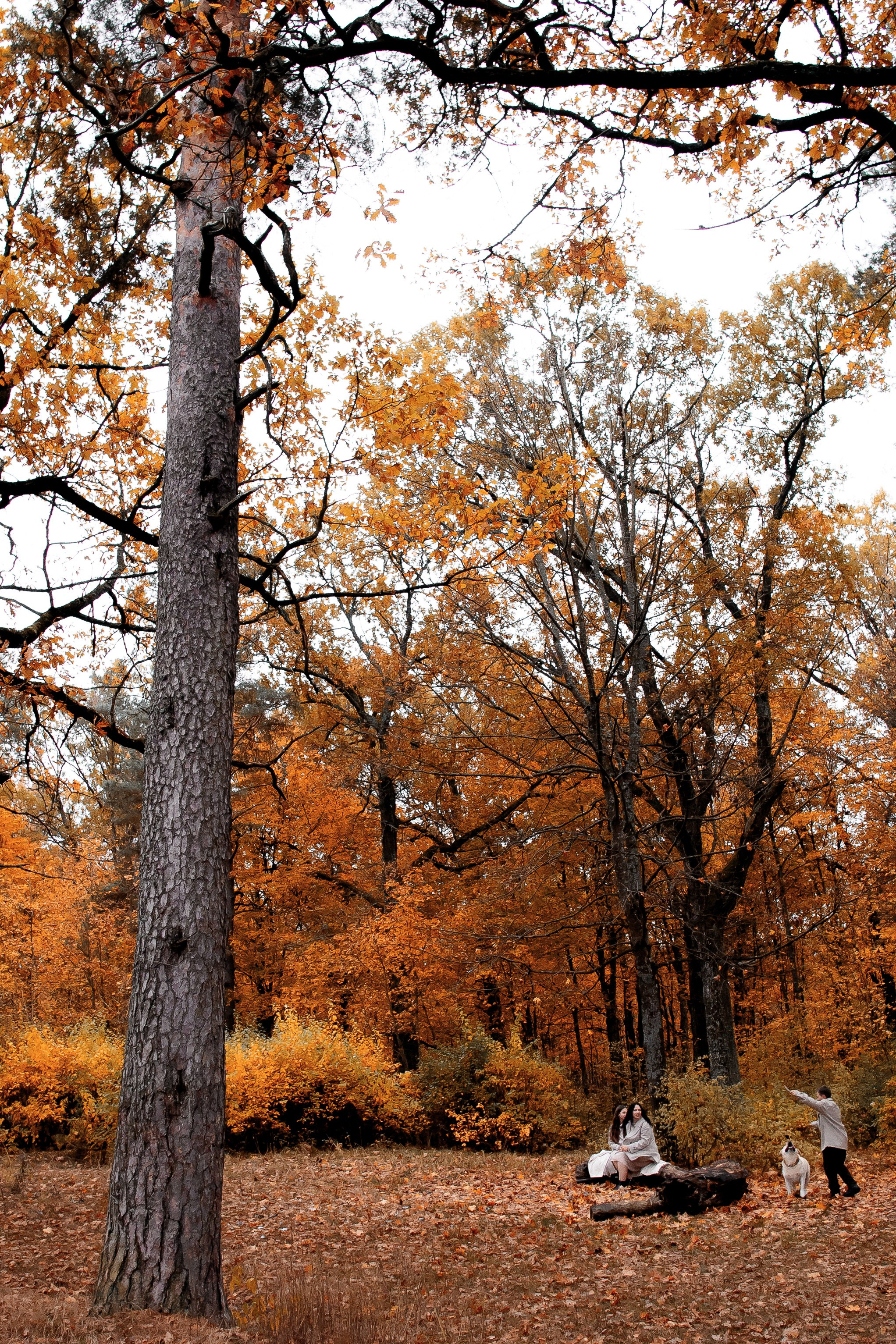 Осенняя фотосессия в Гомеле, семейная фотосессия в лесу, мама и сын, прогулка в лесу, фотосессия с собакой, осенний образ, лайф-стайл, семья, фотограф Гомель