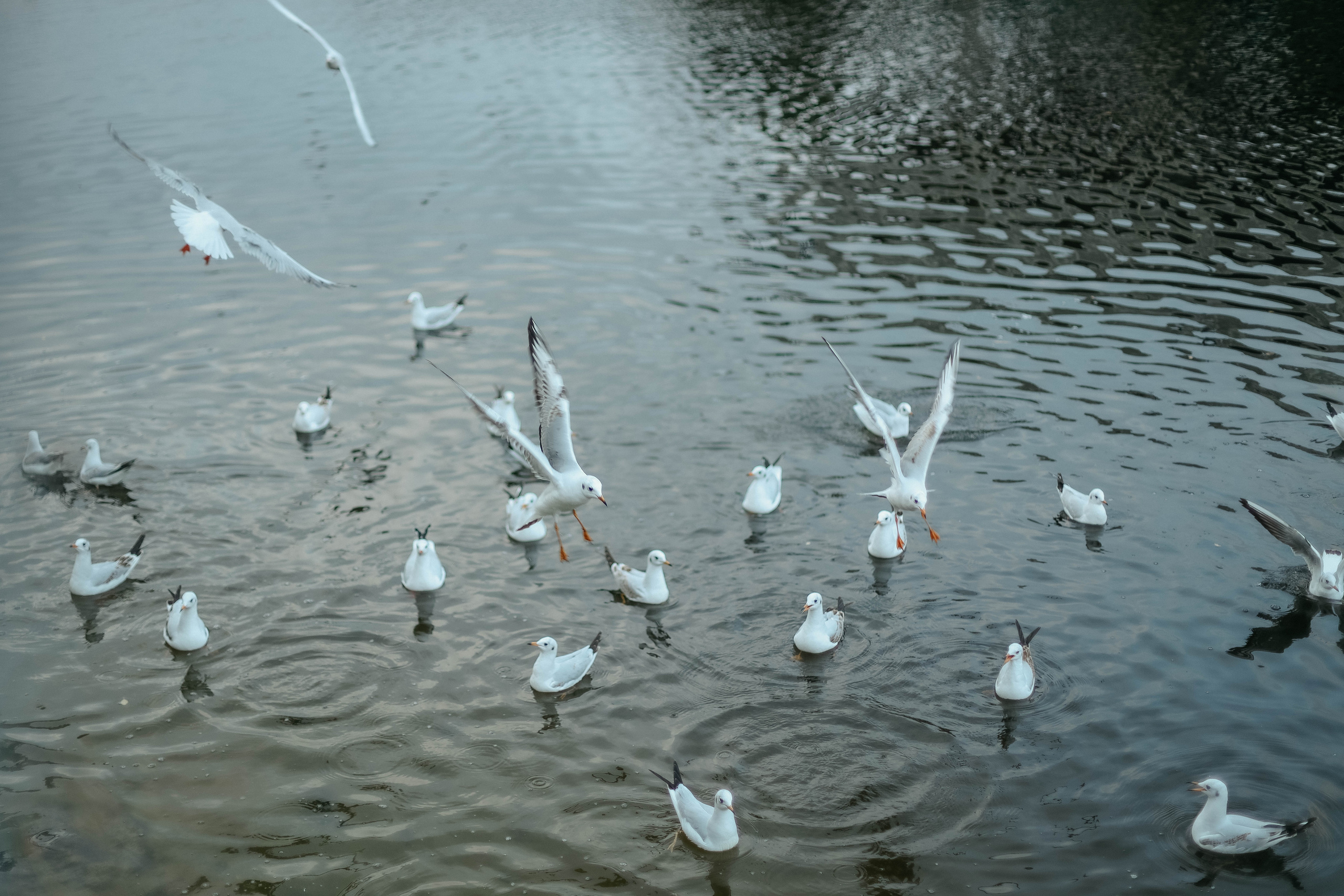 Катя, Дима, Матвей, Милана и Мирослава. Семейный фотограф Анапа