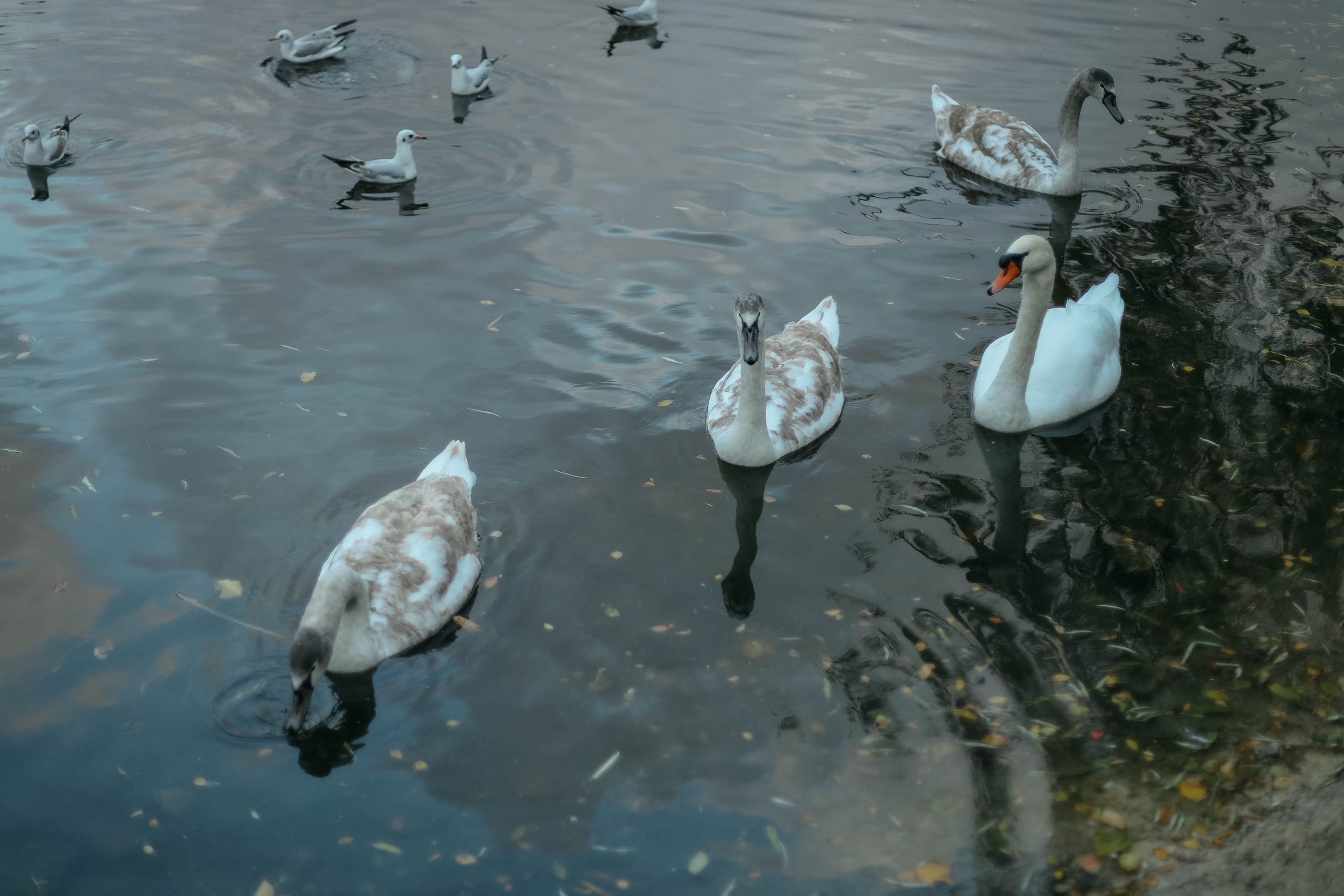 Катя, Дима, Матвей, Милана и Мирослава. Семейный фотограф Анапа