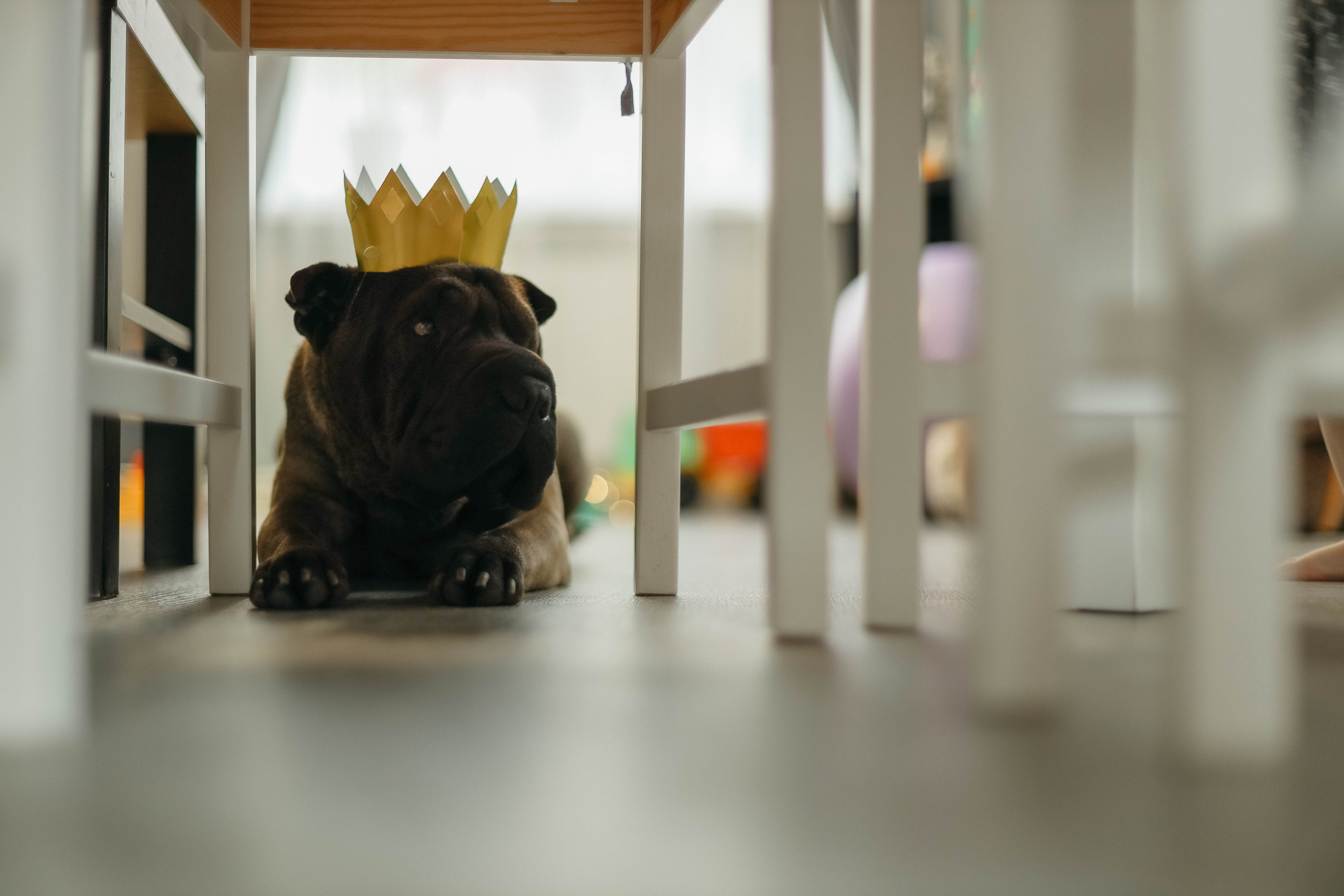 Даша, Никита и Ариша с Булочкой. Семейный фотограф Анапа