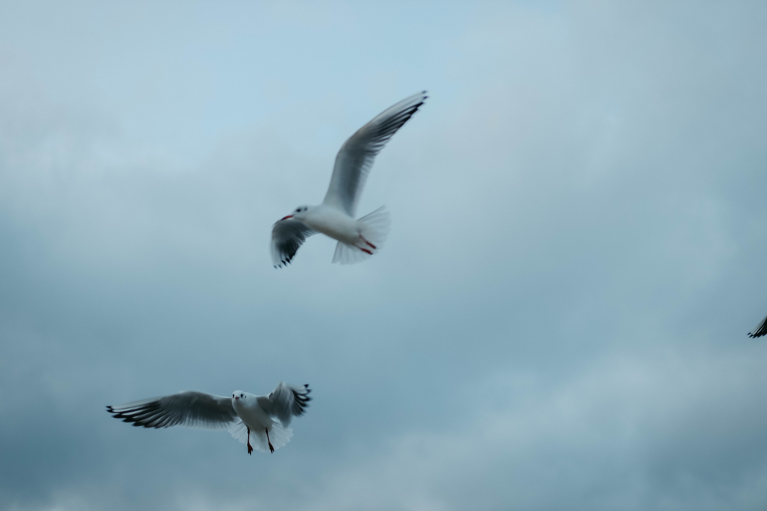 Катя, Дима, Матвей, Милана и Мирослава. Семейный фотограф Анапа