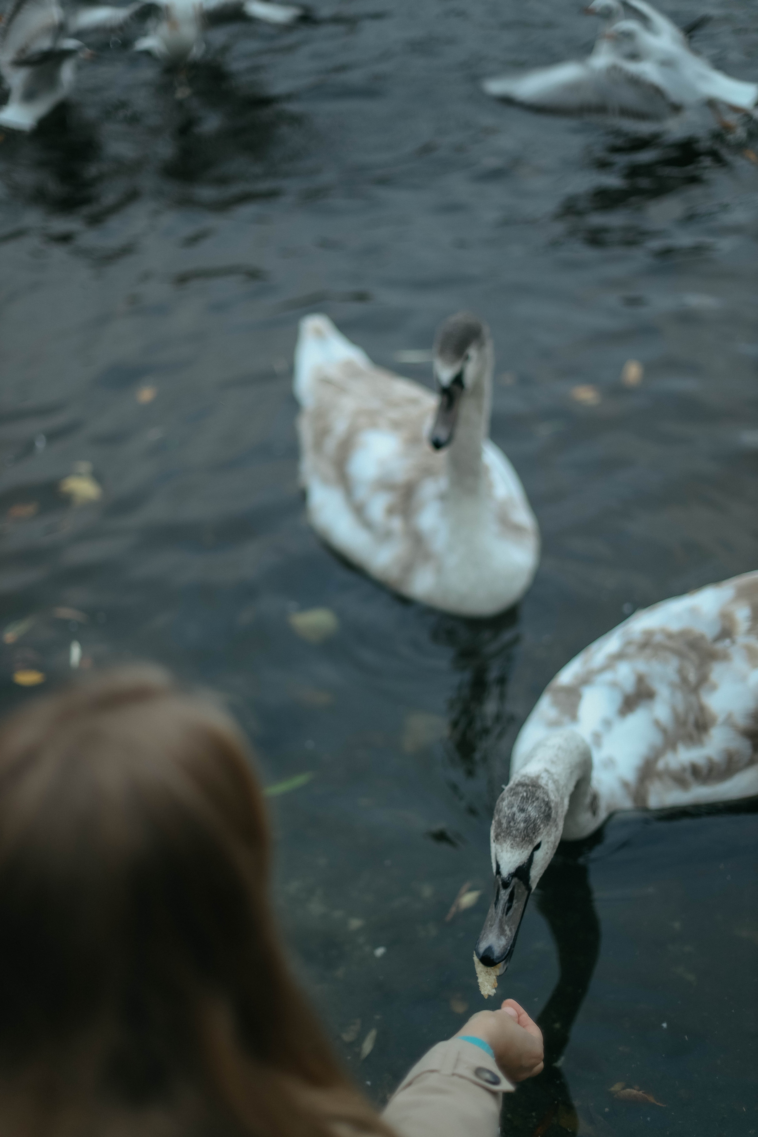 Катя, Дима, Матвей, Милана и Мирослава. Семейный фотограф Анапа