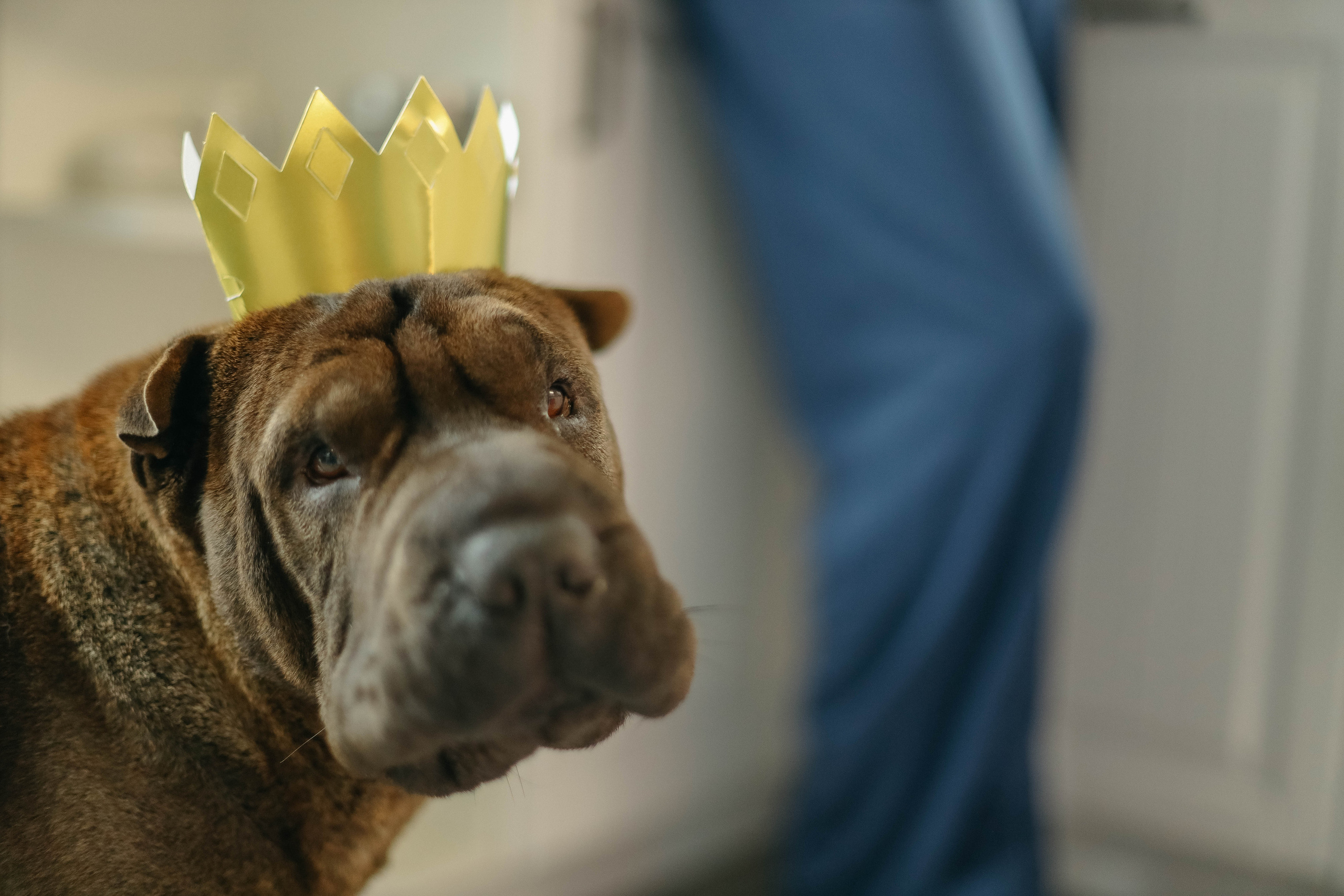 Даша, Никита и Ариша с Булочкой. Семейный фотограф Анапа