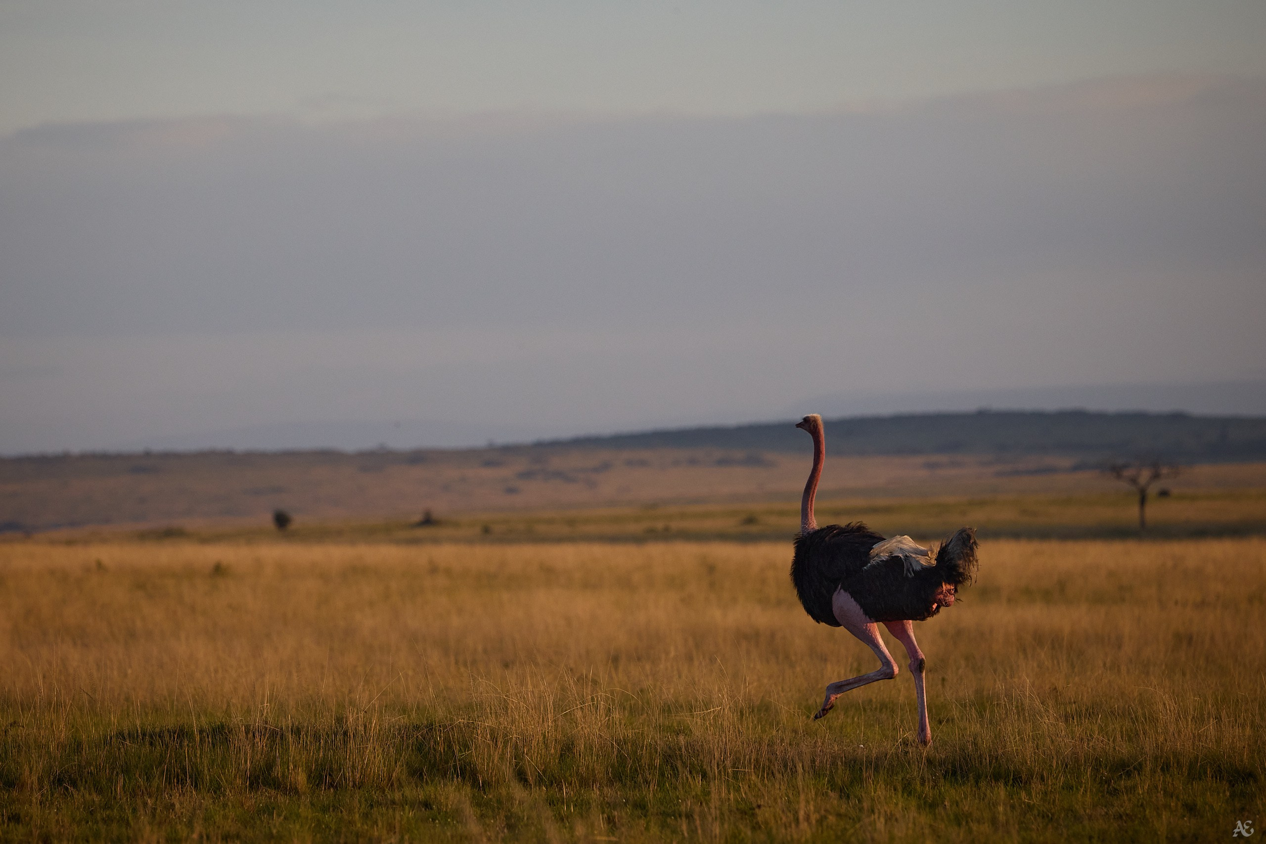 Страус готов к приключениям
