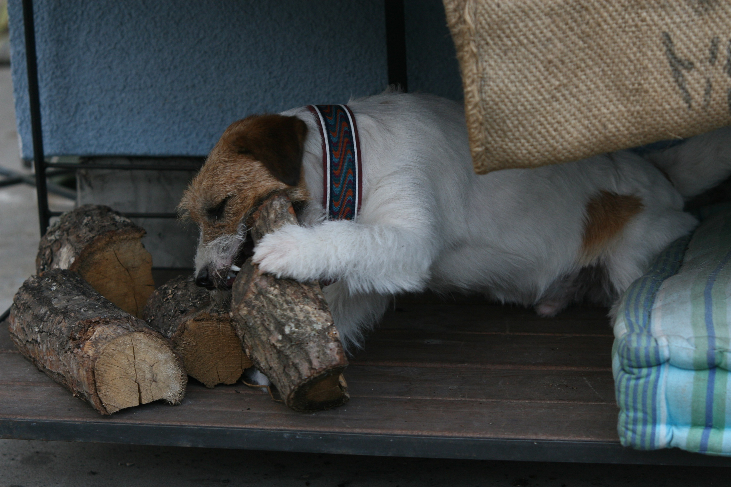 Рига 2011. Lovely-Orange питомник джек рассел терьеров