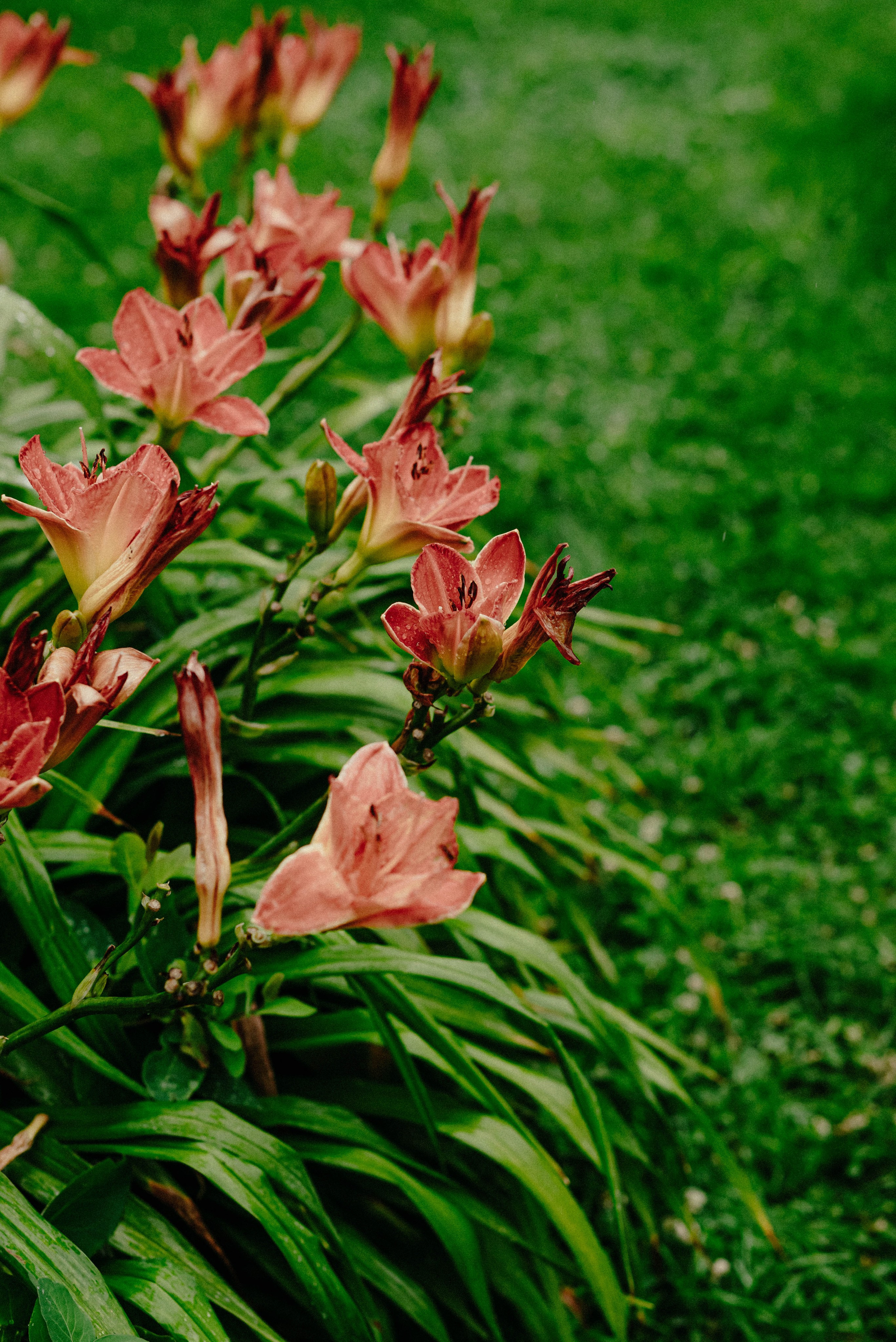 Лесное царство Оксаны. Свадебный и семейный фотограф в Новосибирске, Санкт-Петербурге, Москве