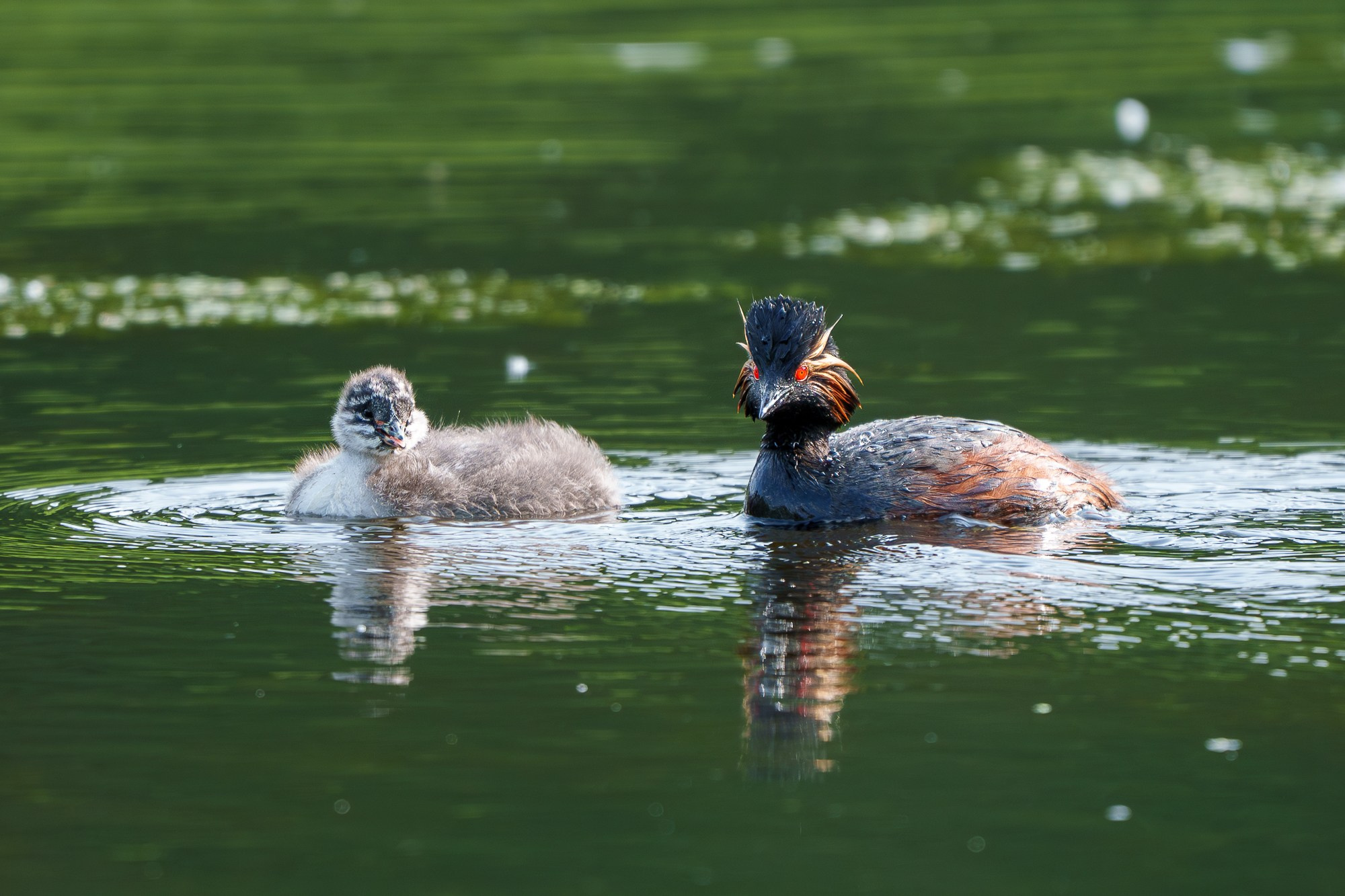 Удивительные мир птиц. Вокруг нас столько прекрасного — присмотритесь!. Ваш личный фотограф Марина Волкова