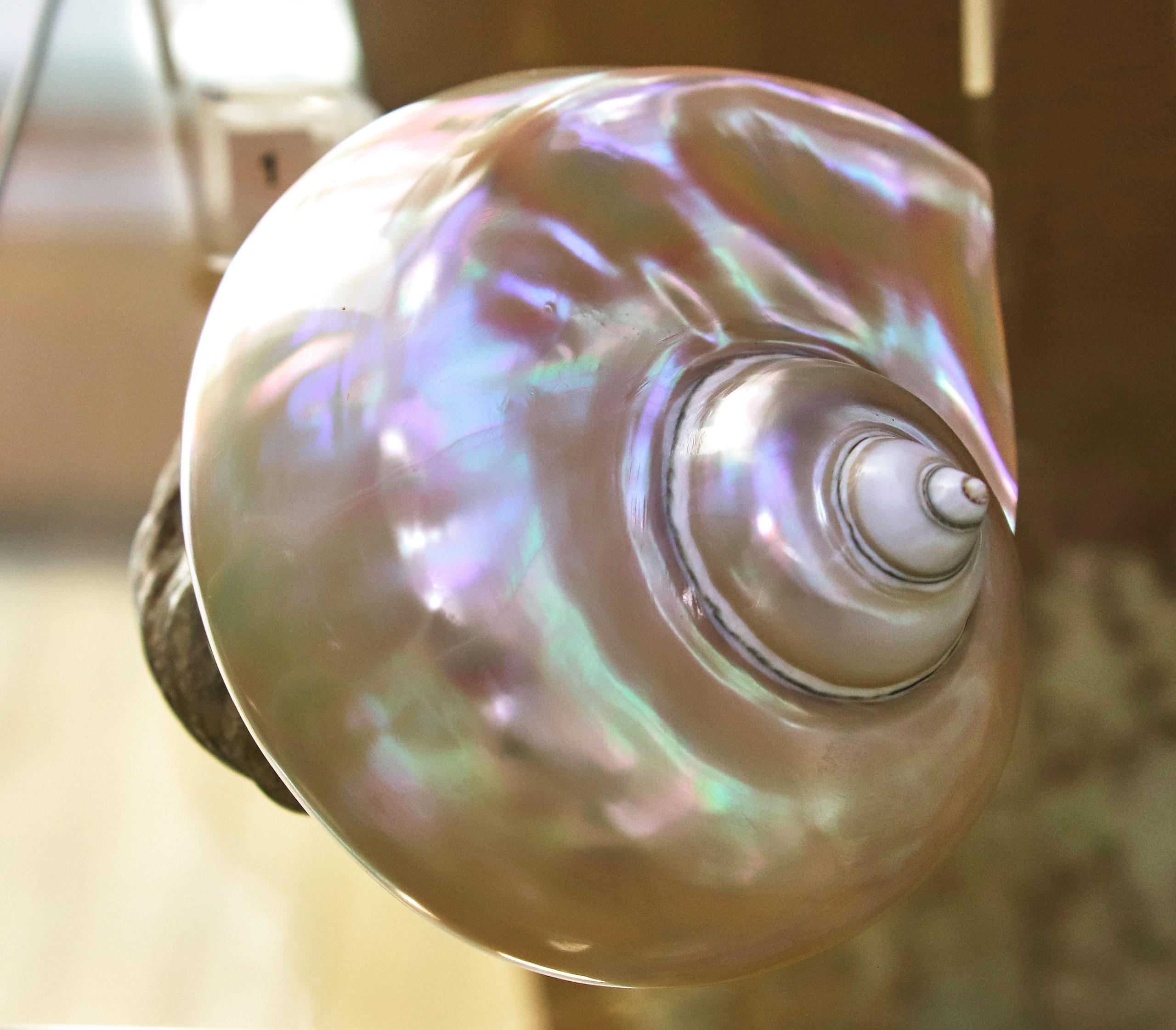 Морской калейдоскоп. Фотограф Юлия Маринина