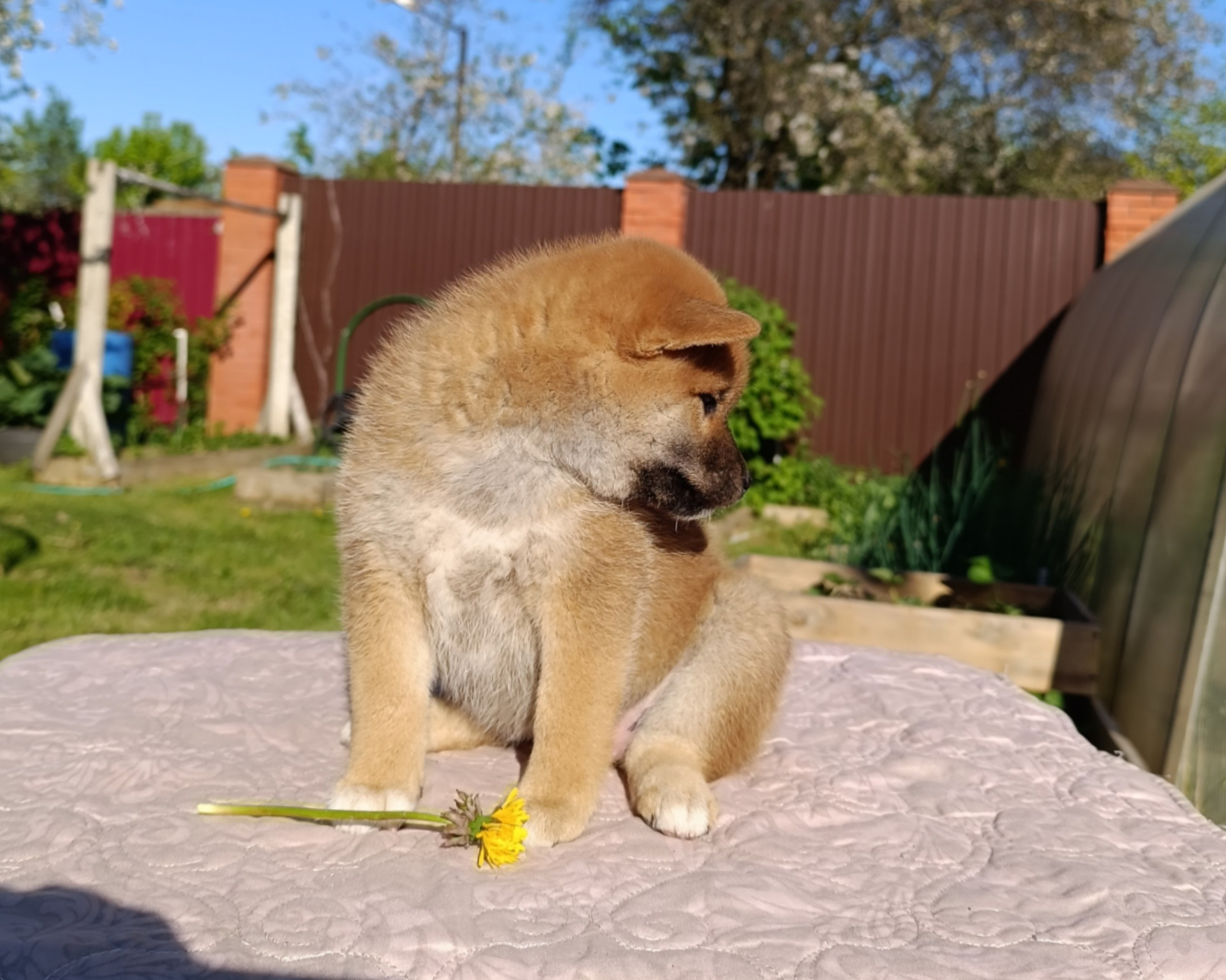 сиба питомник Рубилайт щенки на продажу rubylight  сиба щенки купить СПб Санкт-Петербург