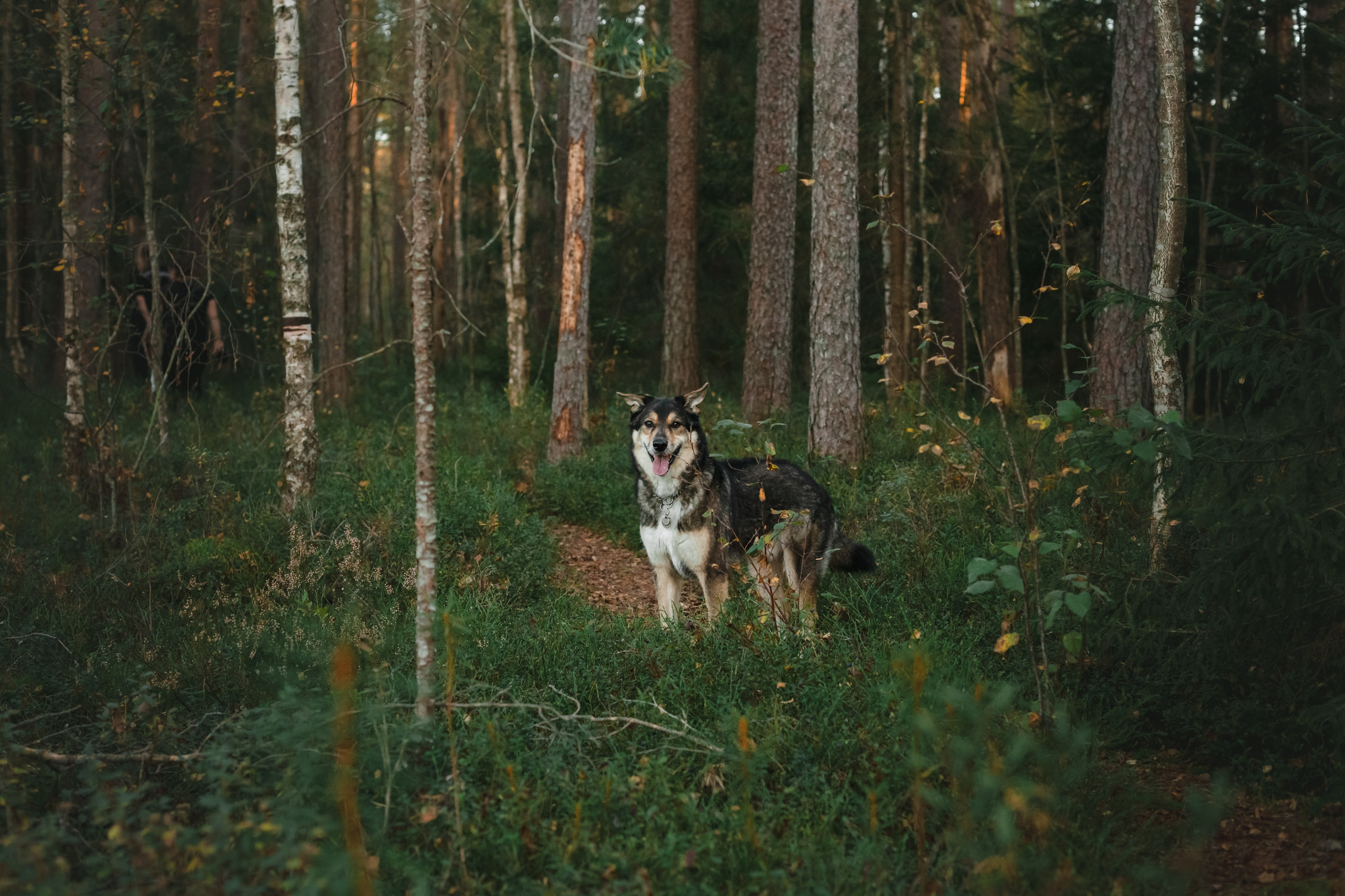 Фотопрогулка в Ленобласти. Фотограф-анималист Татьяна Степанова