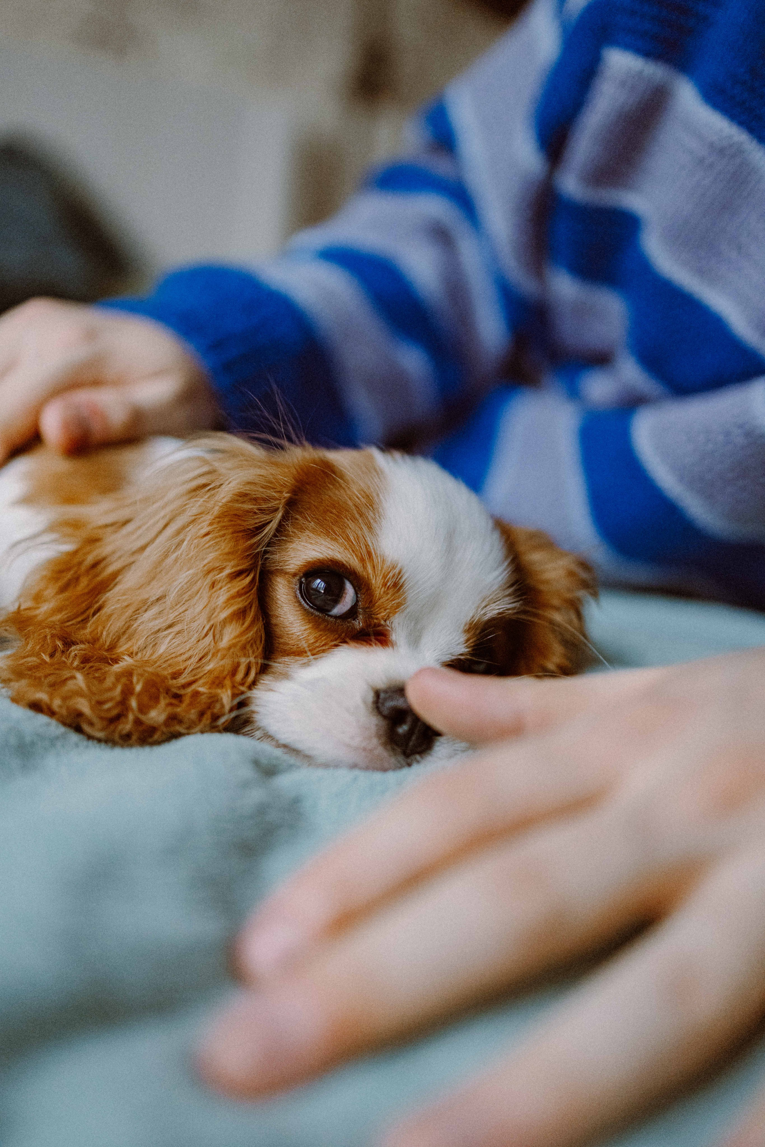 Юля и Кипр. Фотограф-анималист в Москве Лера Черноног