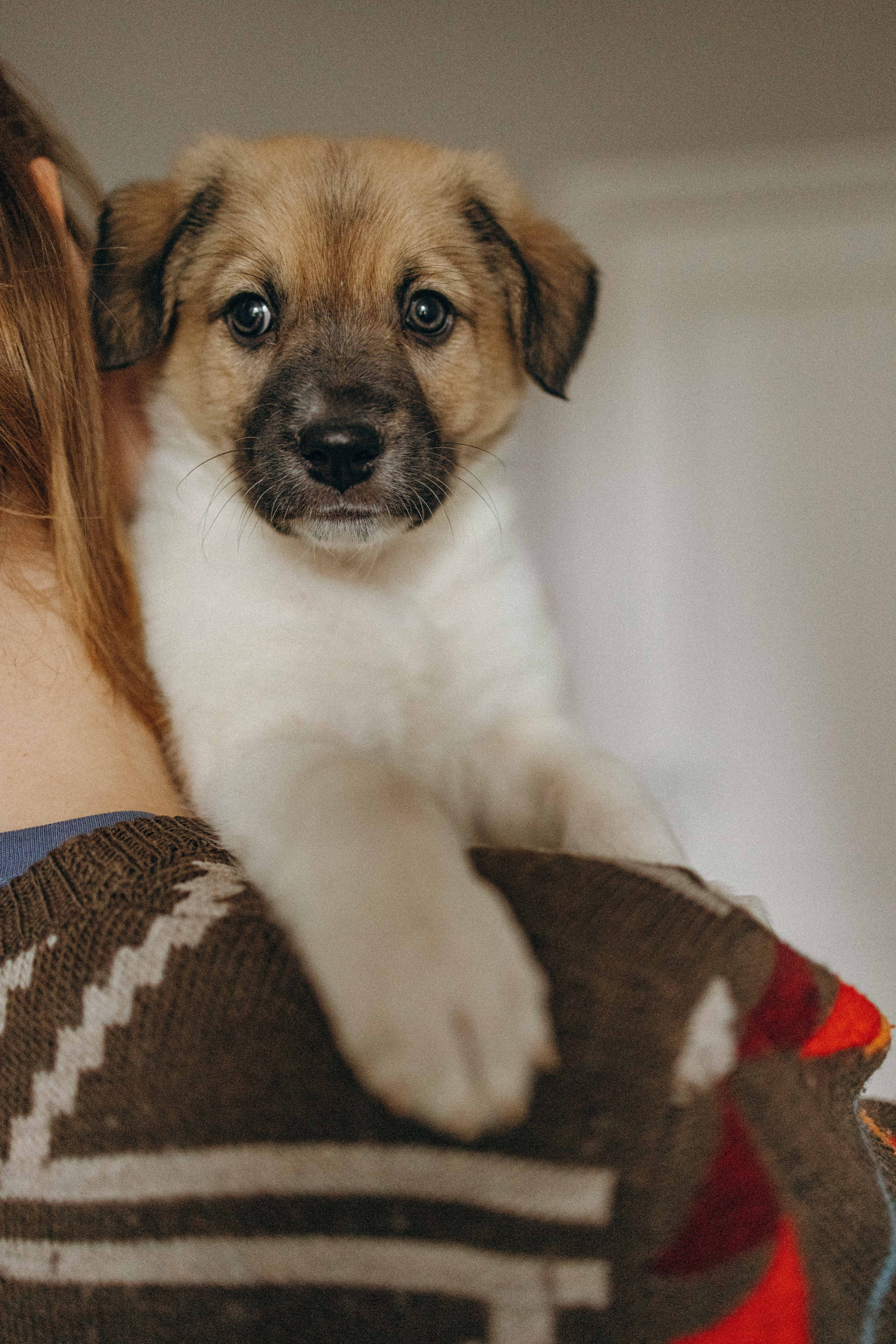 Щеночки. Фотограф-анималист в Москве Лера Черноног