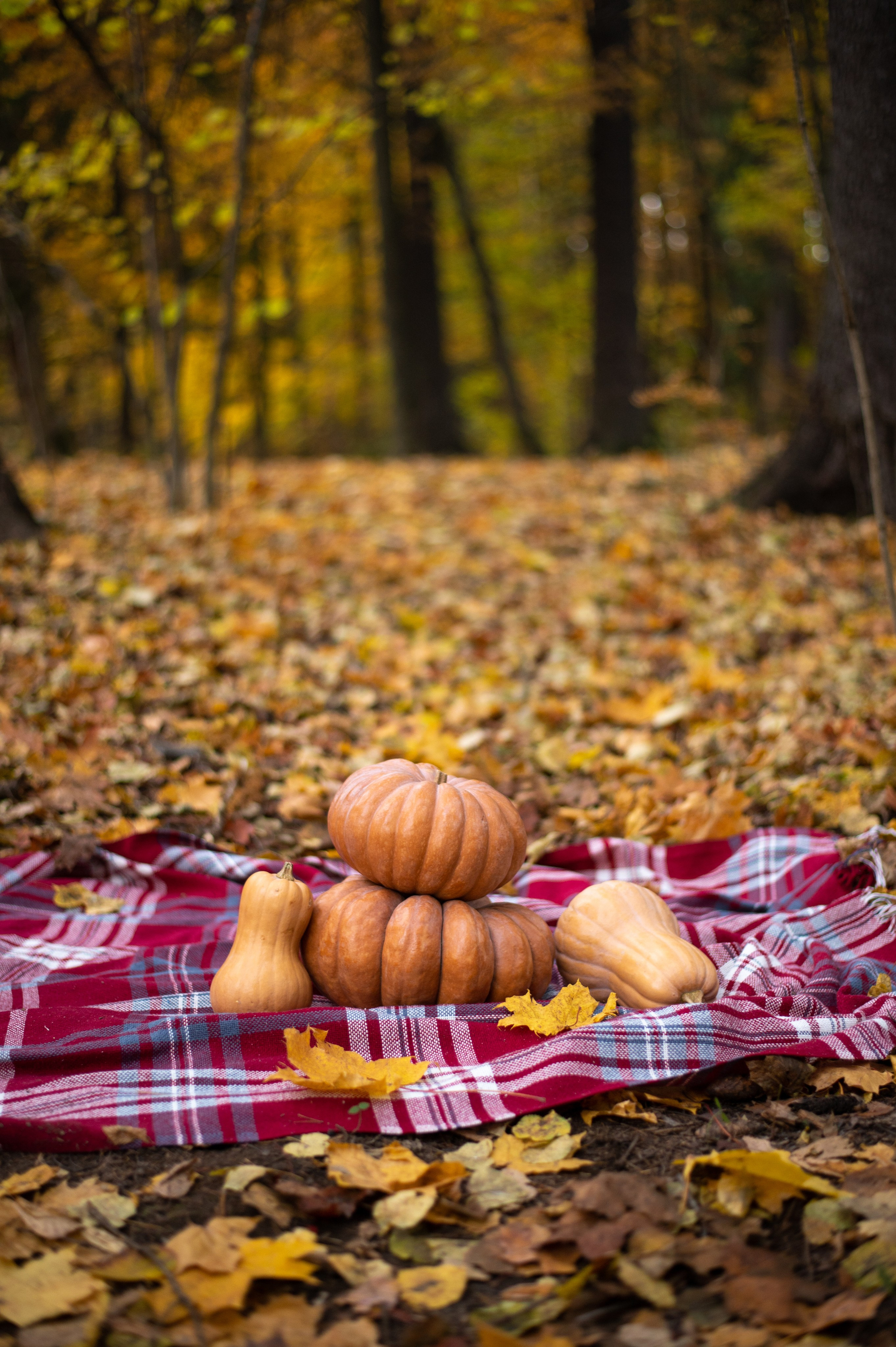 Осень в Шуваловском парке. Фотограф Санкт-Петербург | Дарья Першина