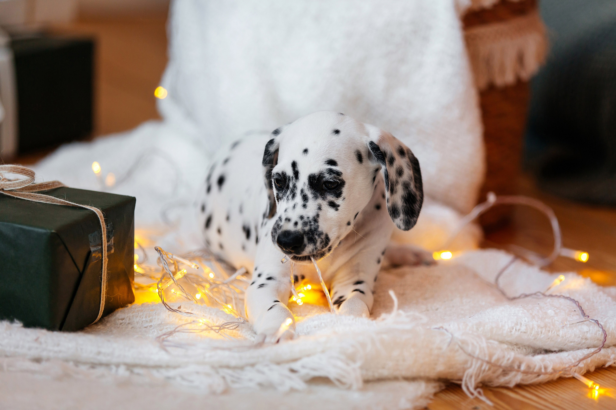 Далматины в новогодней фотостудии. Фотограф-анималист в Краснодаре Маша Мельникова