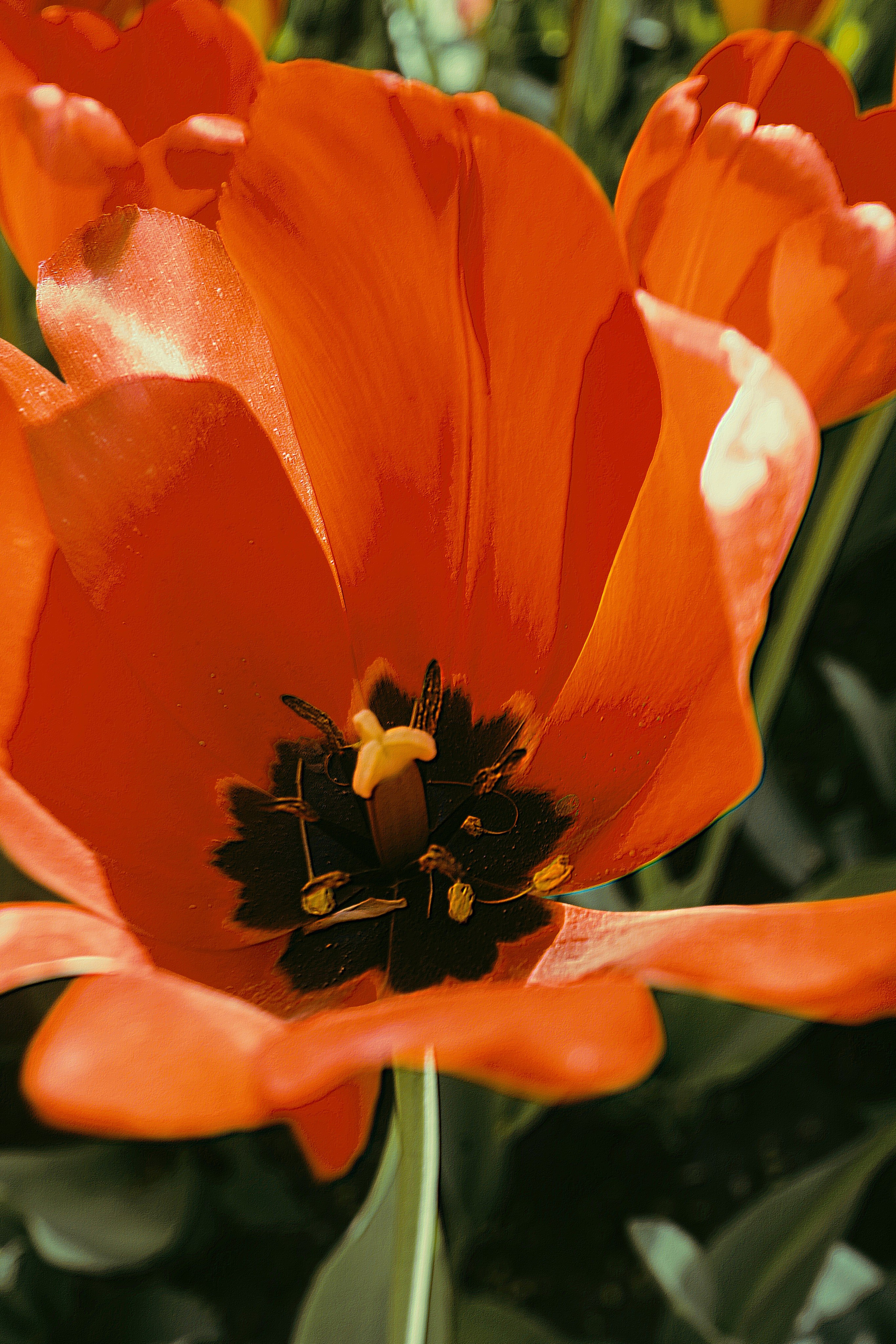 Природа &. Фотохудожник в СПб