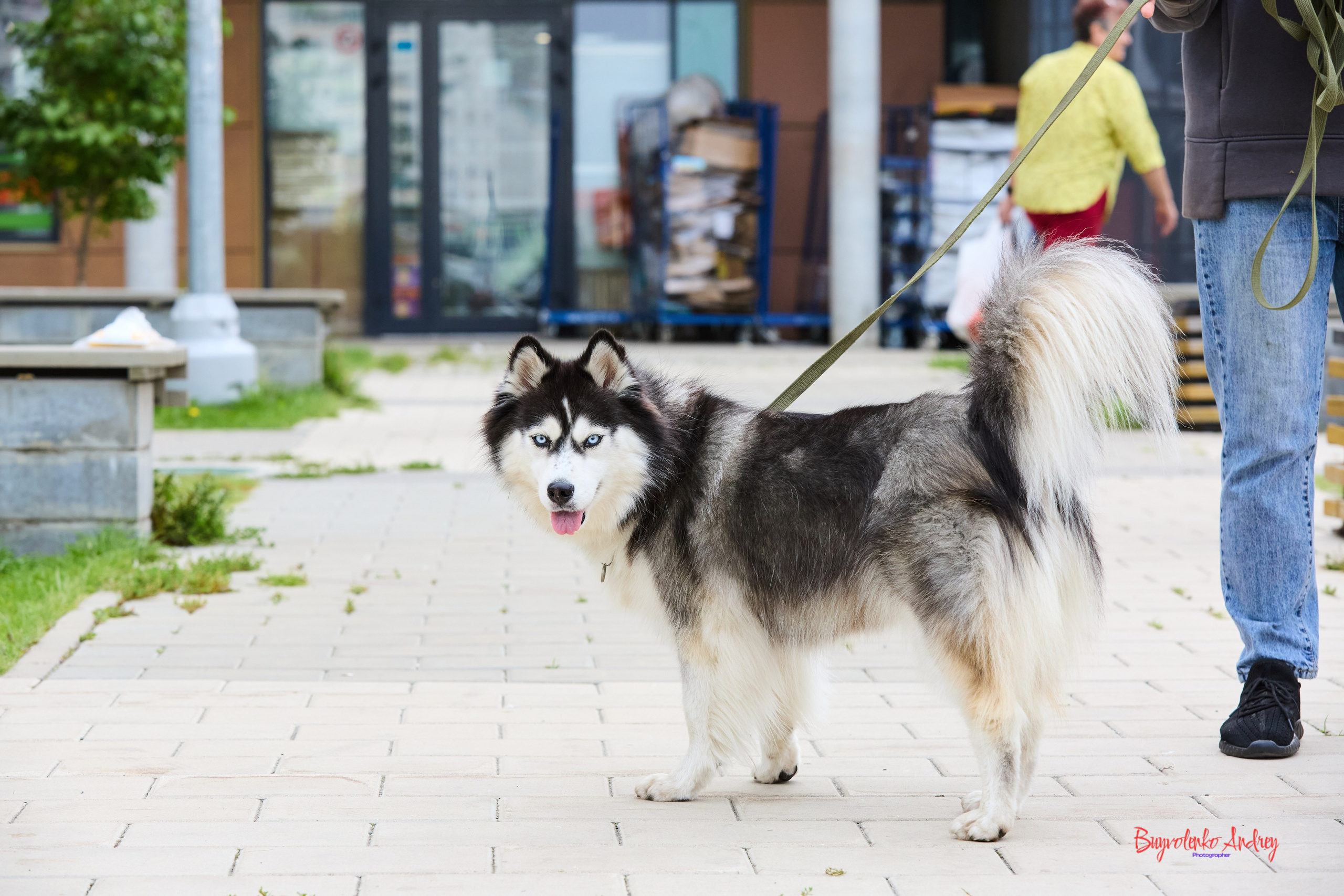 Проект фотопрогулка с хвостиком. Buyvolenko Andrey