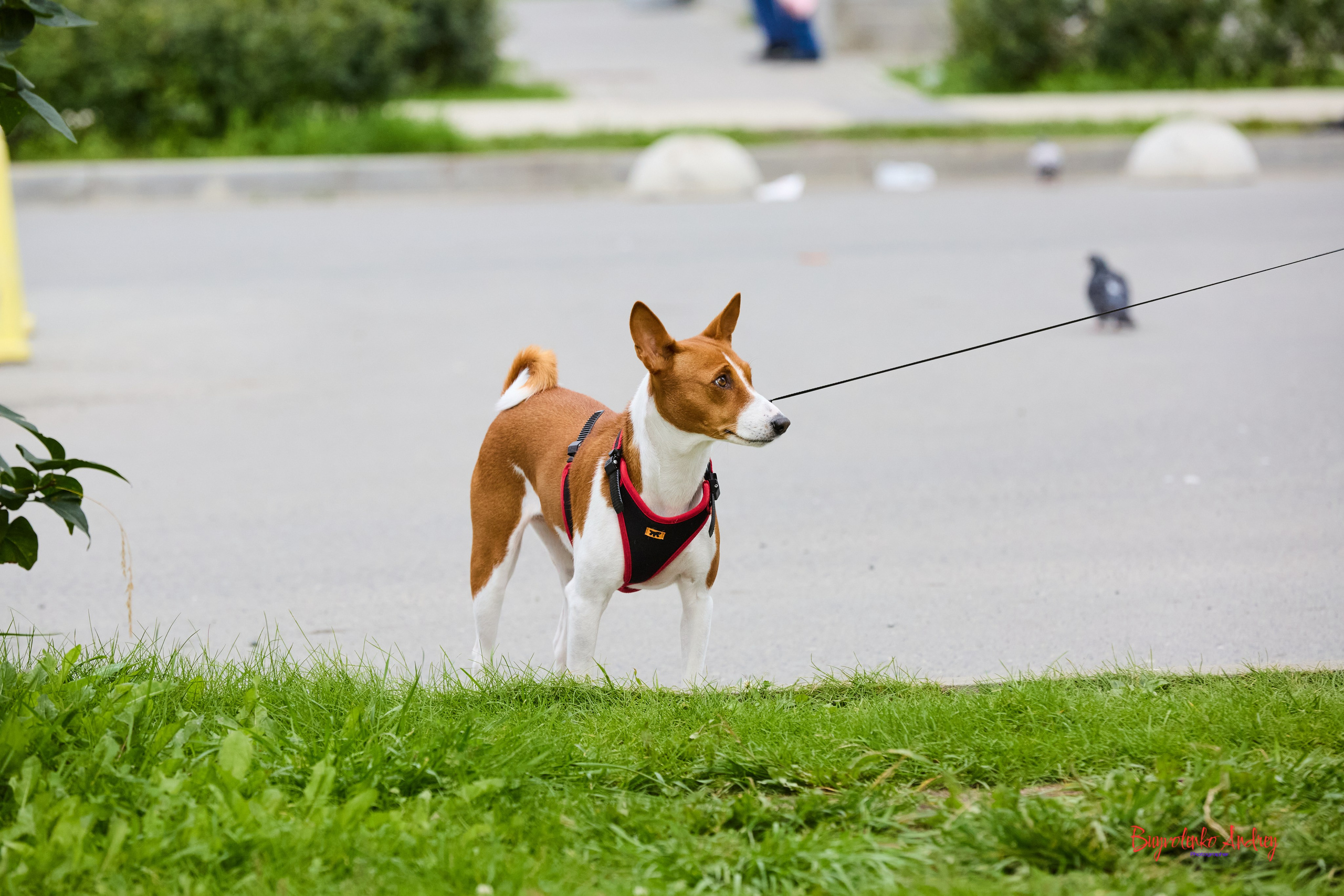 Проект фотопрогулка с хвостиком. Buyvolenko Andrey