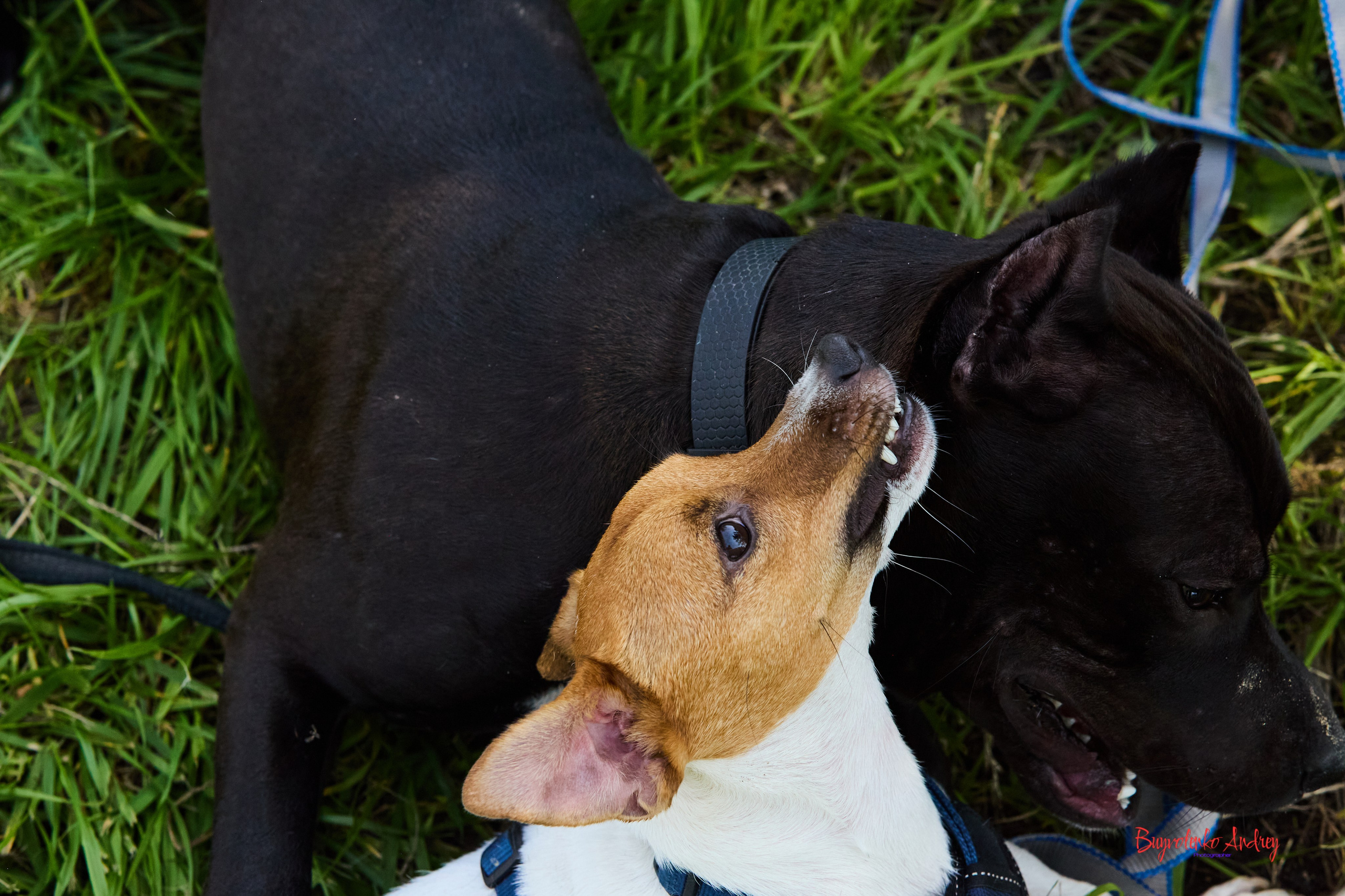 Проект фотопрогулка с хвостиком. Buyvolenko Andrey