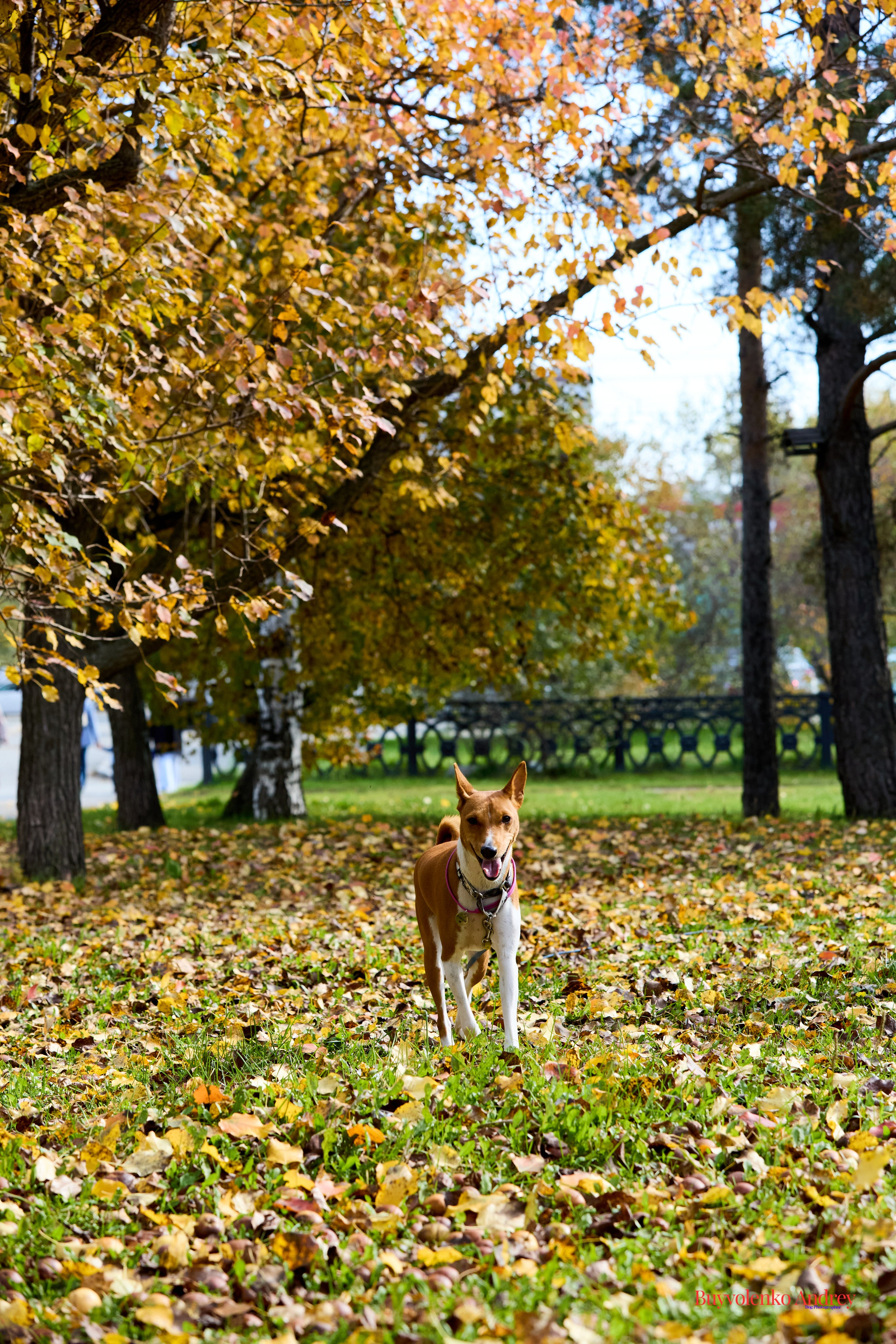 Басенджи и Аусси 21.09.2025. Buyvolenko Andrey
