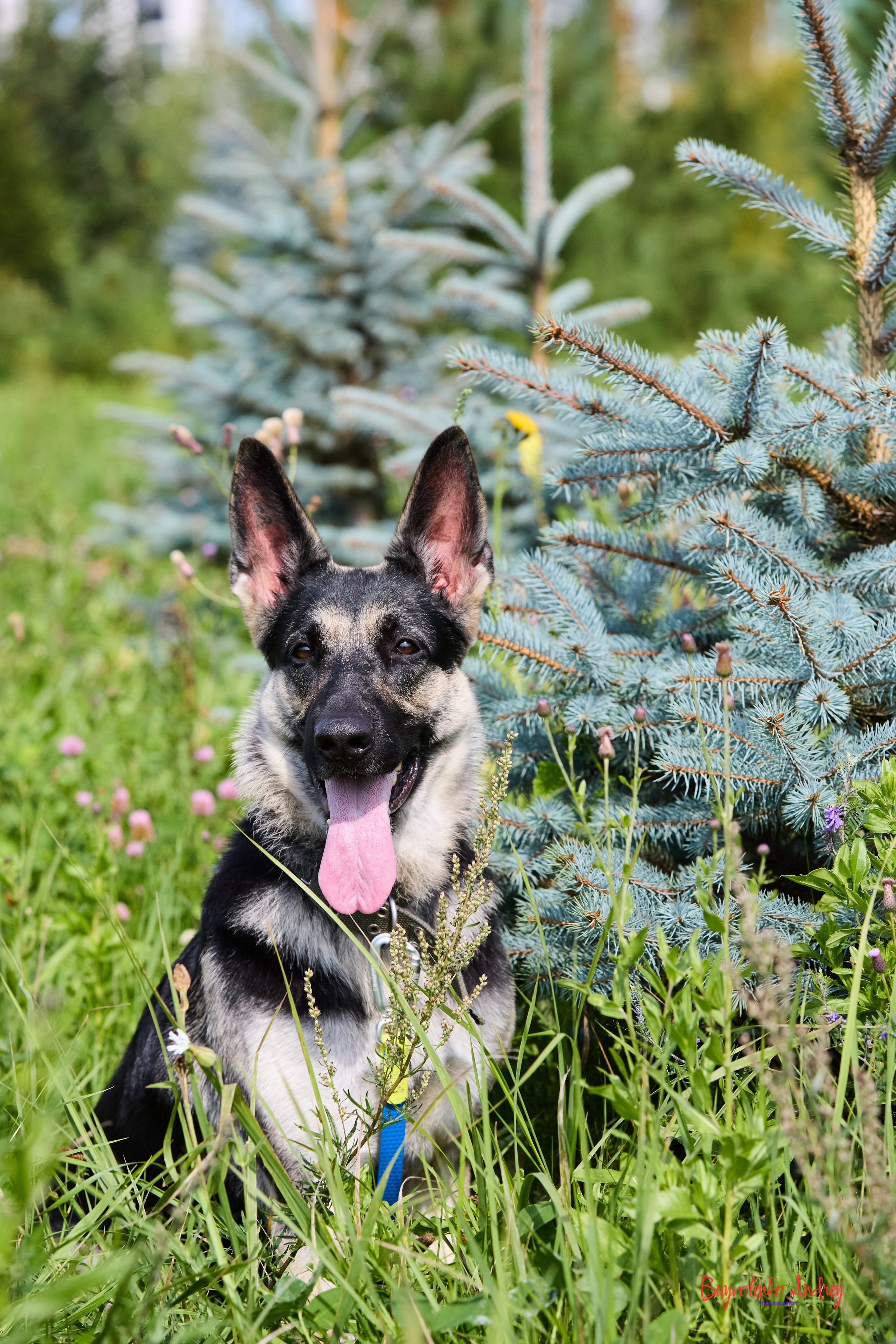 Проект фотопрогулка с хвостиком. Buyvolenko Andrey