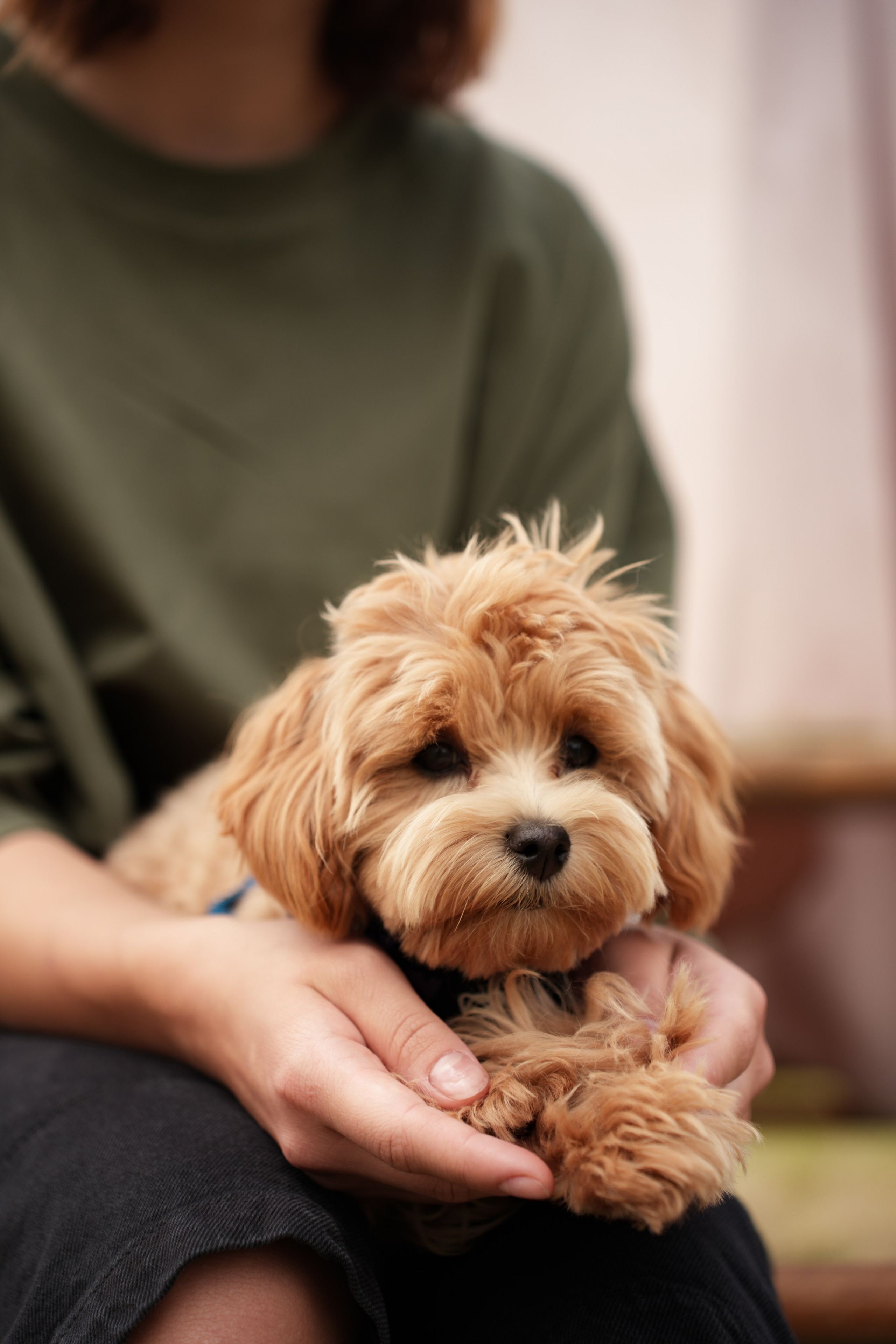 Фестиваль шаров Переславль. Свадебный и семейный видеограф в Москве Гера Филатов