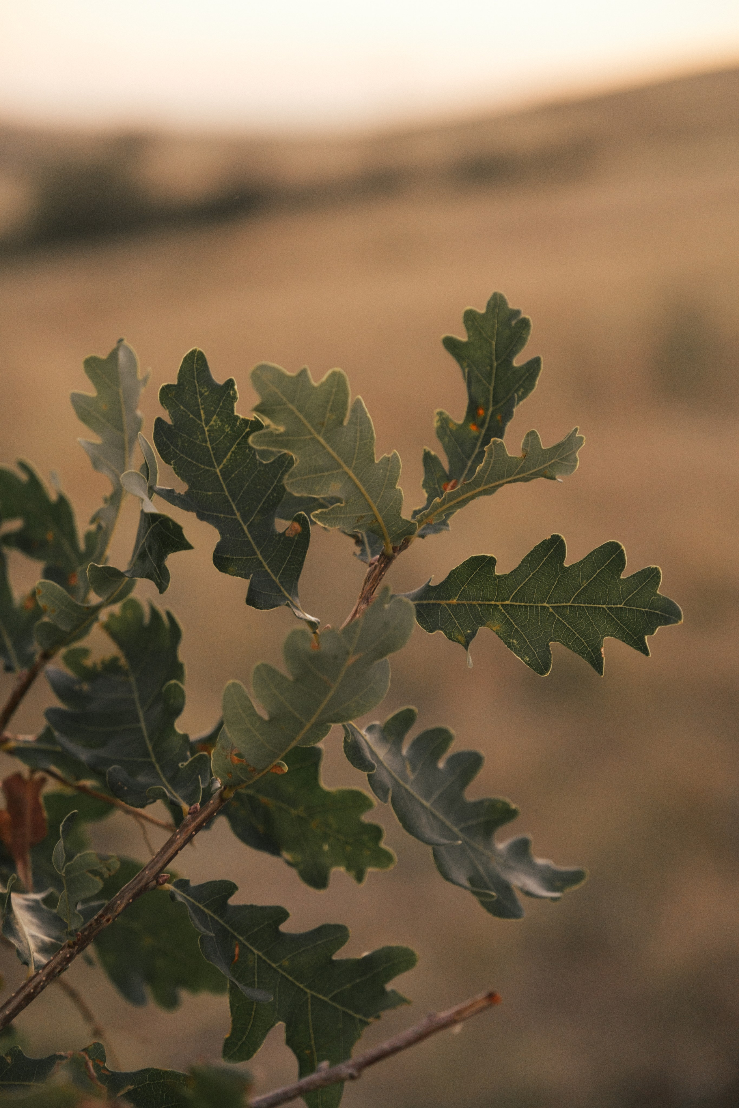 Яна, Антон и Софа. Свадебный и семейный фотограф в Волгограде