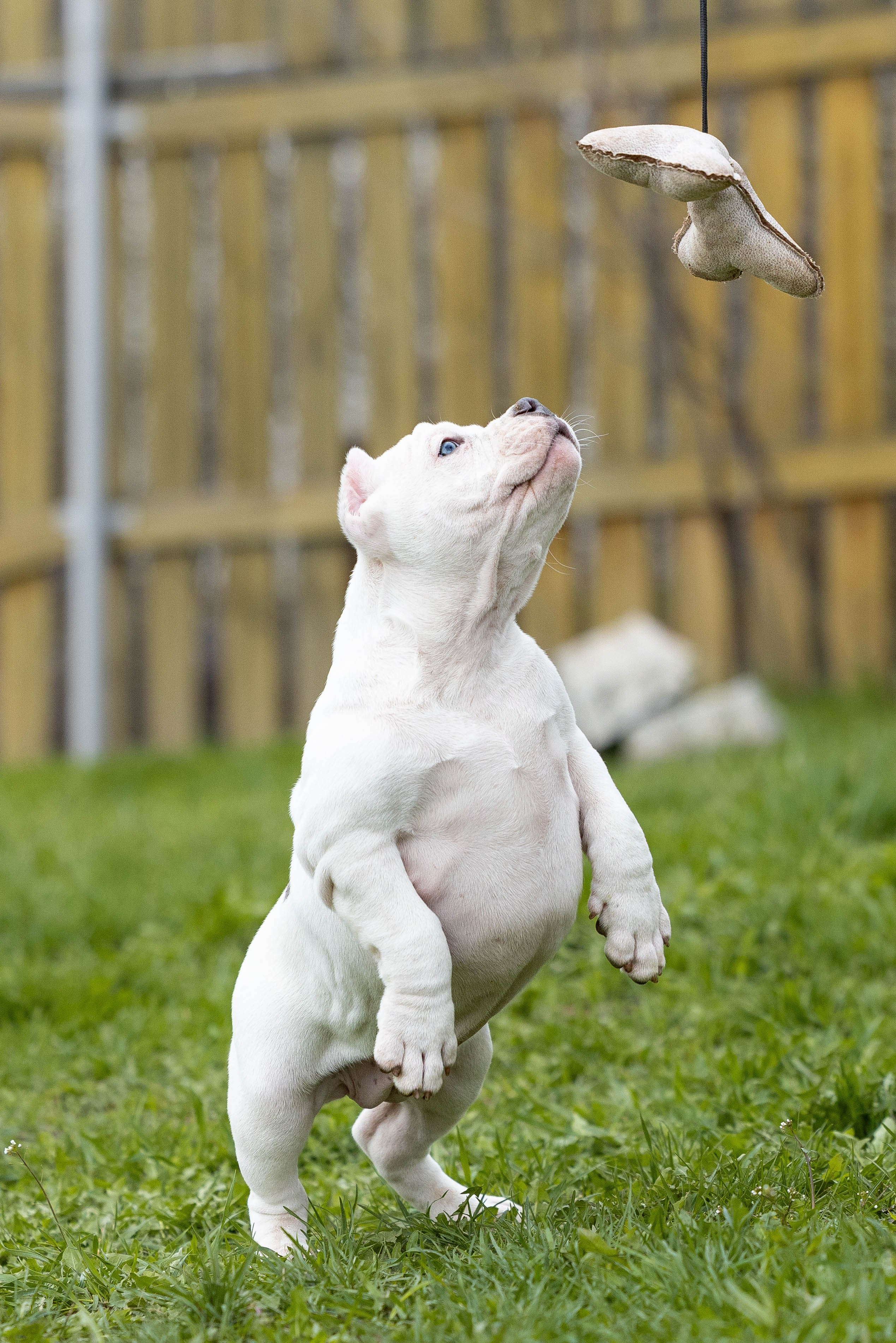 Щенки булли. Фотограф Анималист в Перми Анастасия Остерман