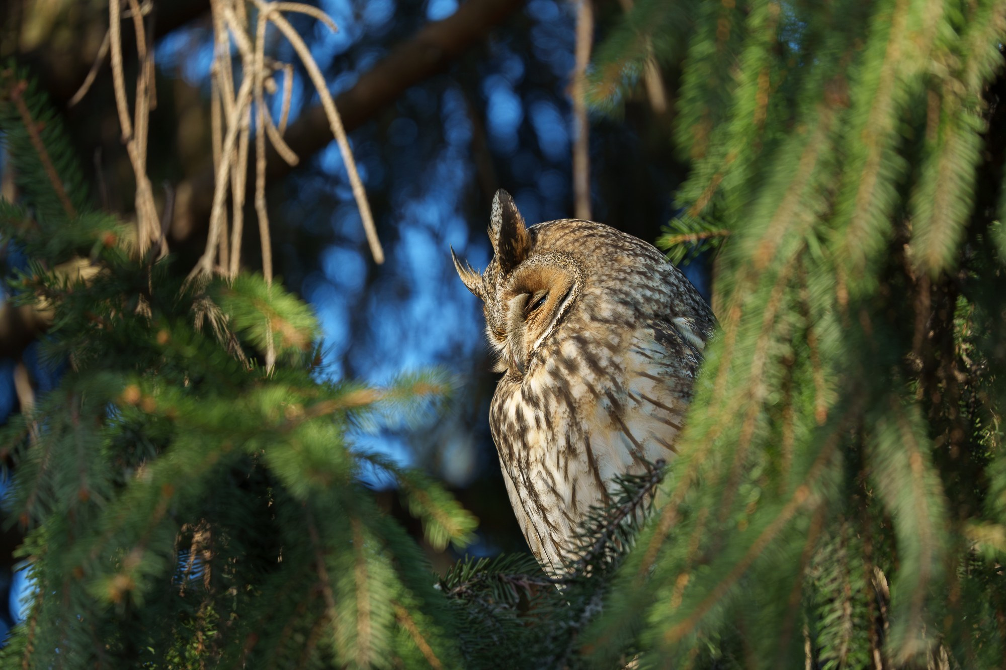 Удивительные мир птиц. Вокруг нас столько прекрасного — присмотритесь!. Ваш личный фотограф Марина Волкова