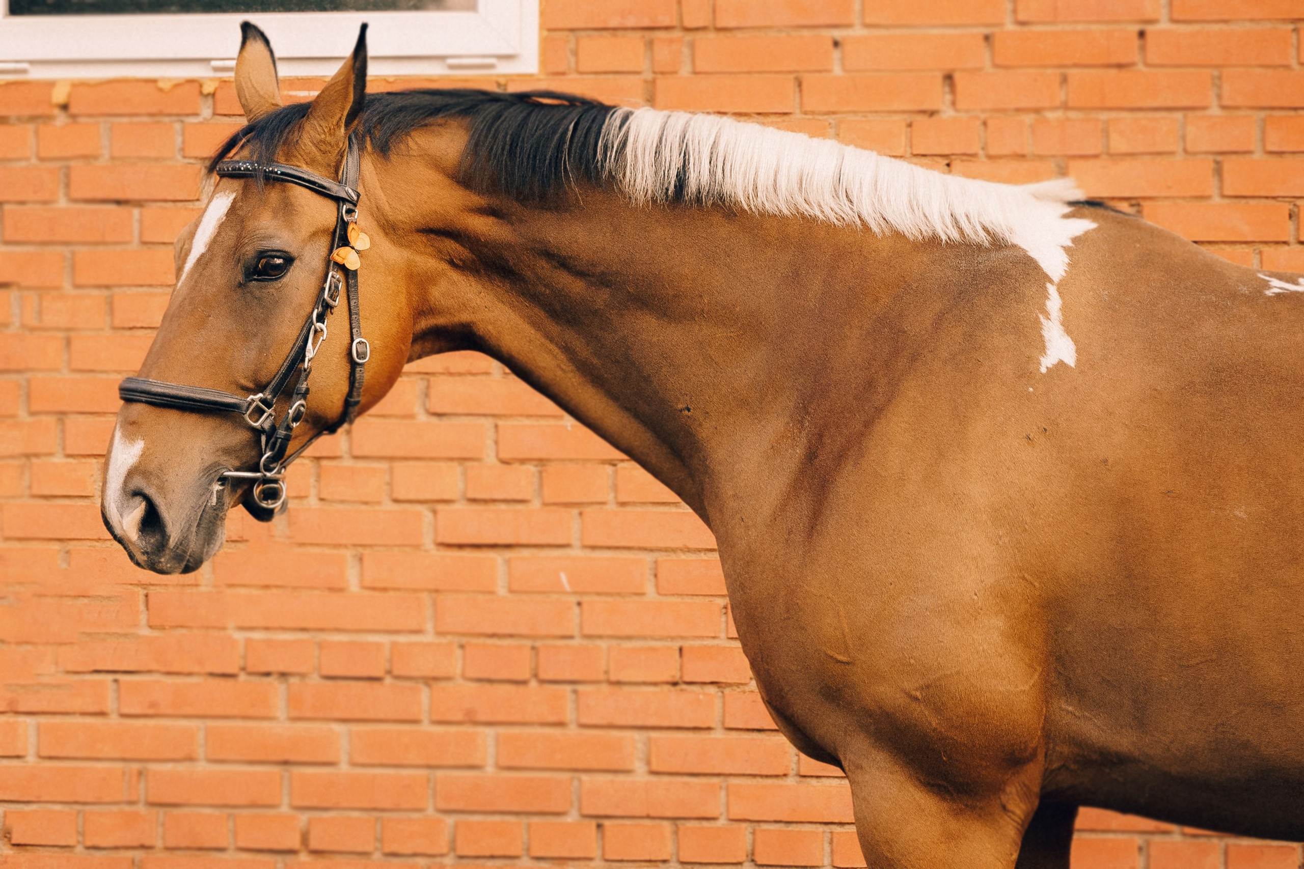 КСК Славино. Фотограф-анималист, портретный фотограф в Чебоксарах Мария Садыкова