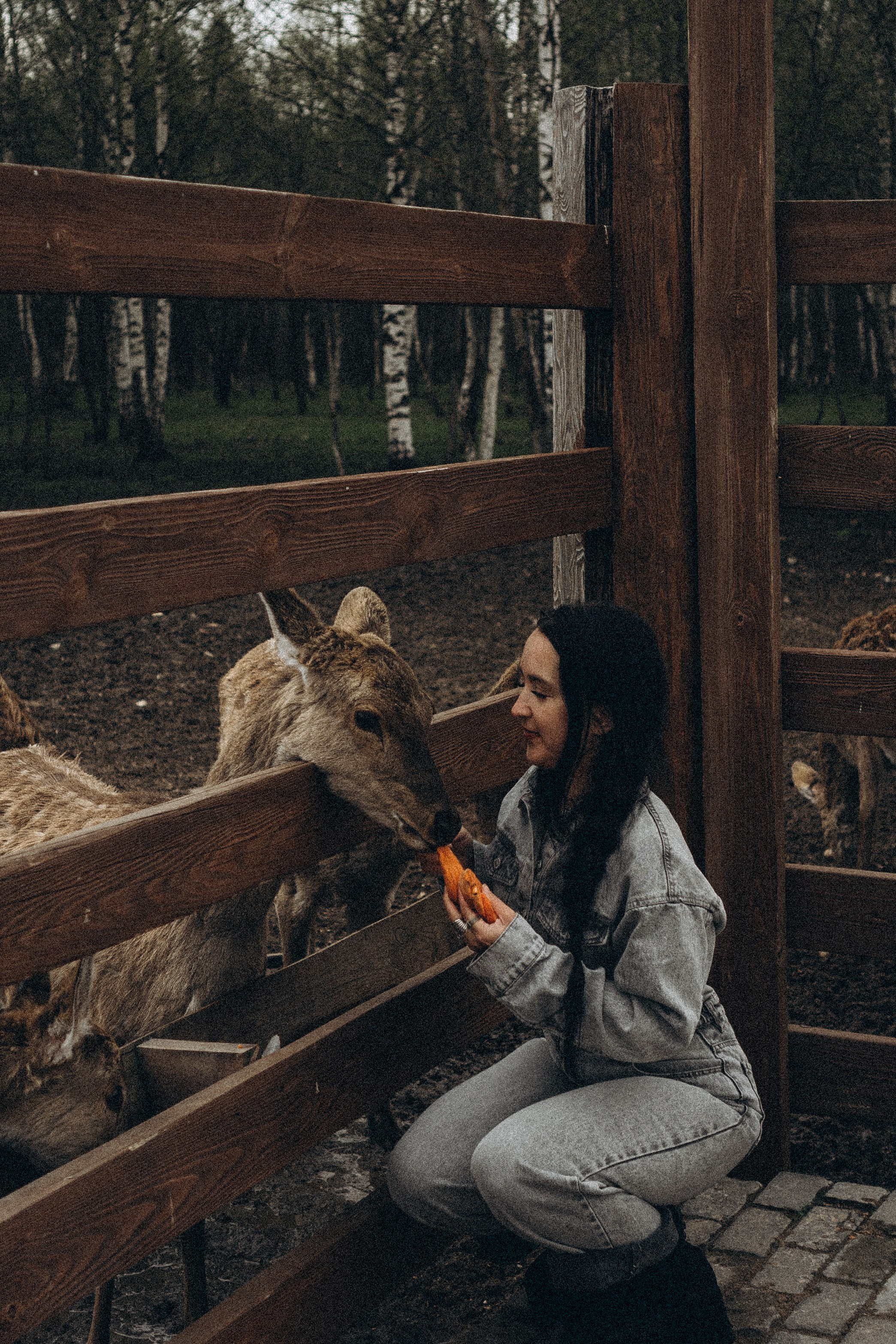 ОЛЕНЬЯ ФЕРМА В ТВЕРИ. Профессиональный фотограф, Санкт-Петербург — Виктория Богомолова