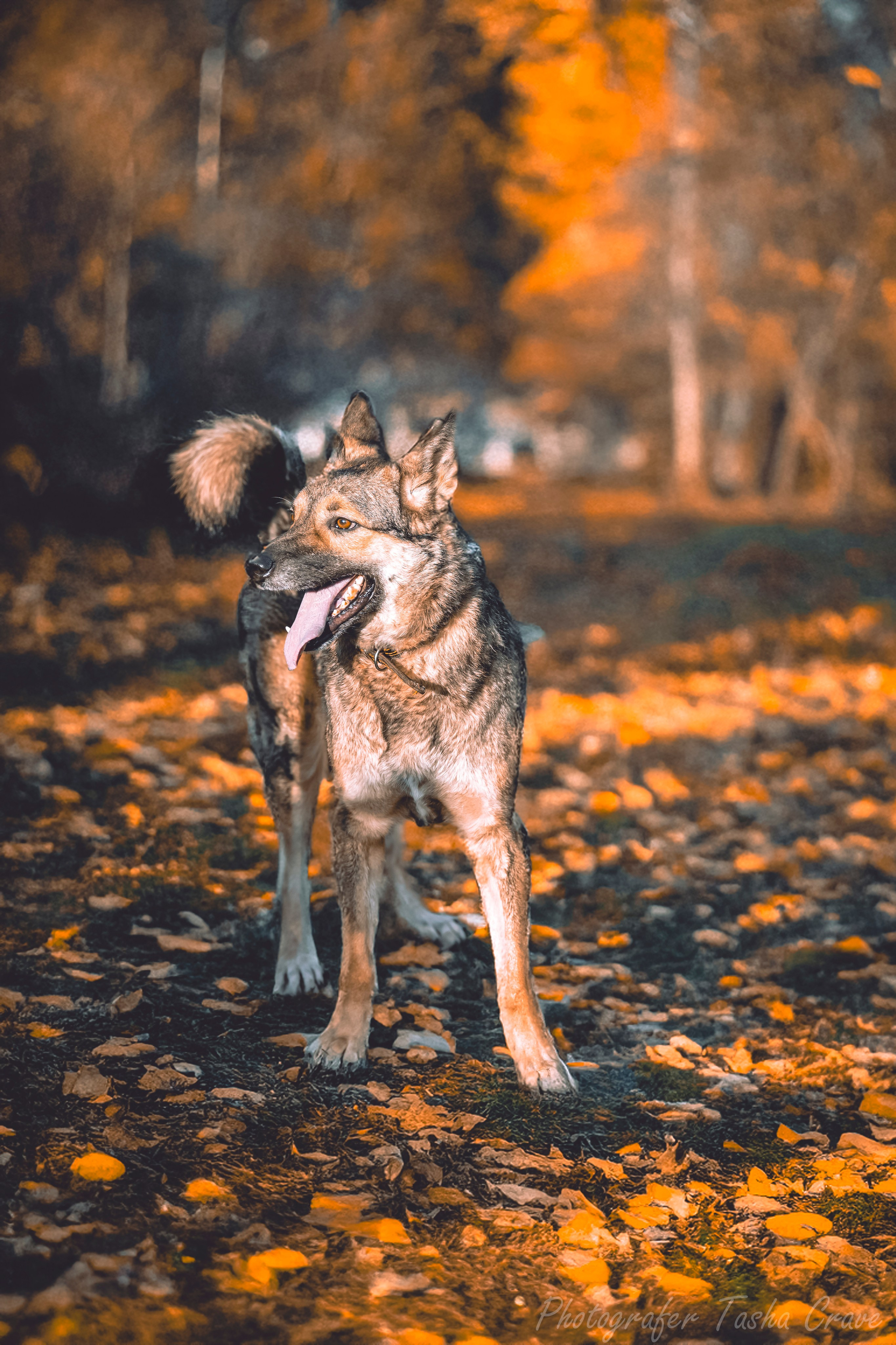 Приют для собак. Фотограф анималист в Санкт-Петербурге Таша Крейв