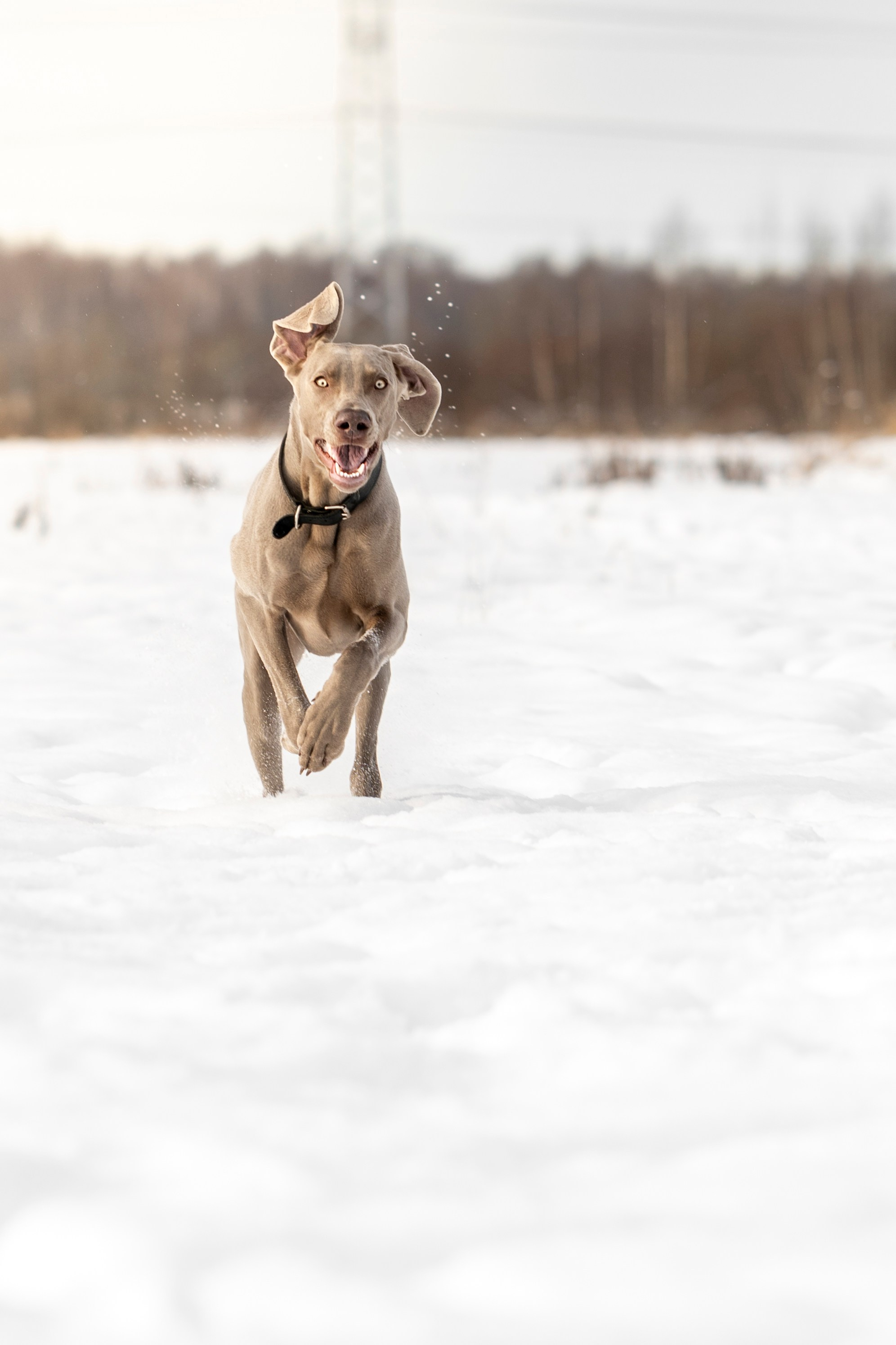 Фотопрогулка с красивой собакой. Фотограф анималист в Санкт-Петербурге Таша Крейв