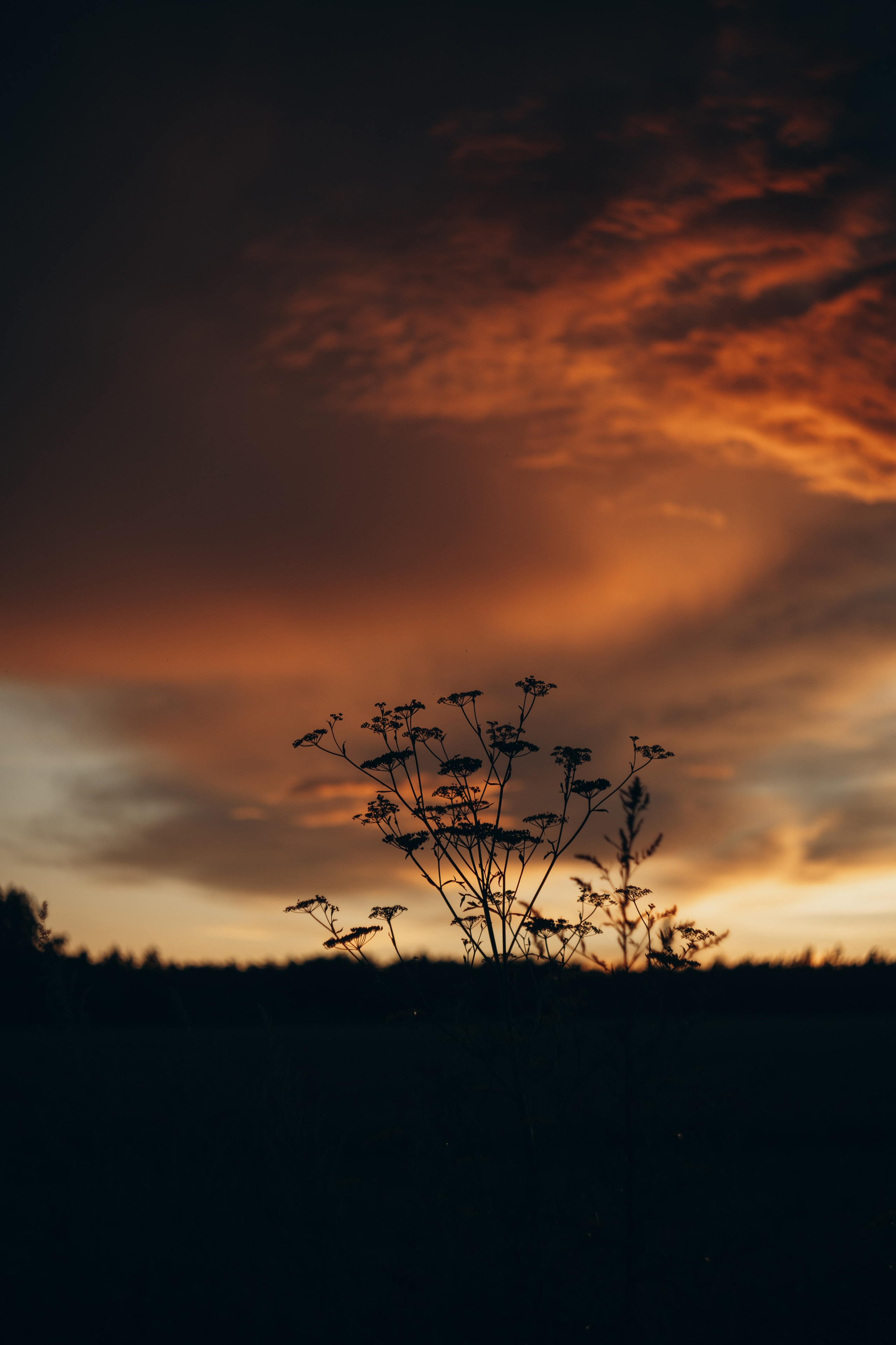 Природа/Улица. Ваш фотограф в Москве и области Юлия