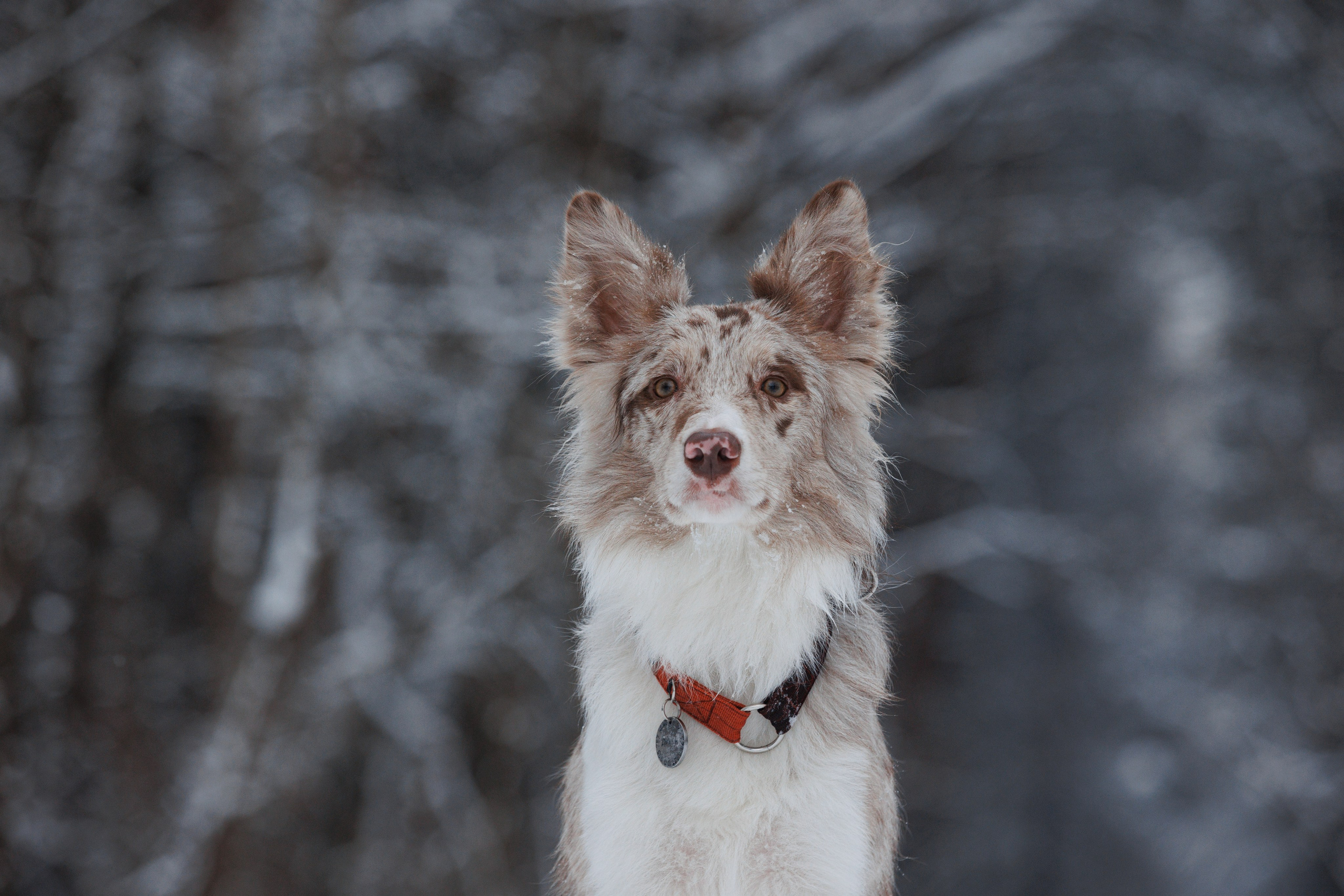 Даша и компания. Фотограф анималист Кристина Карпова, Москва