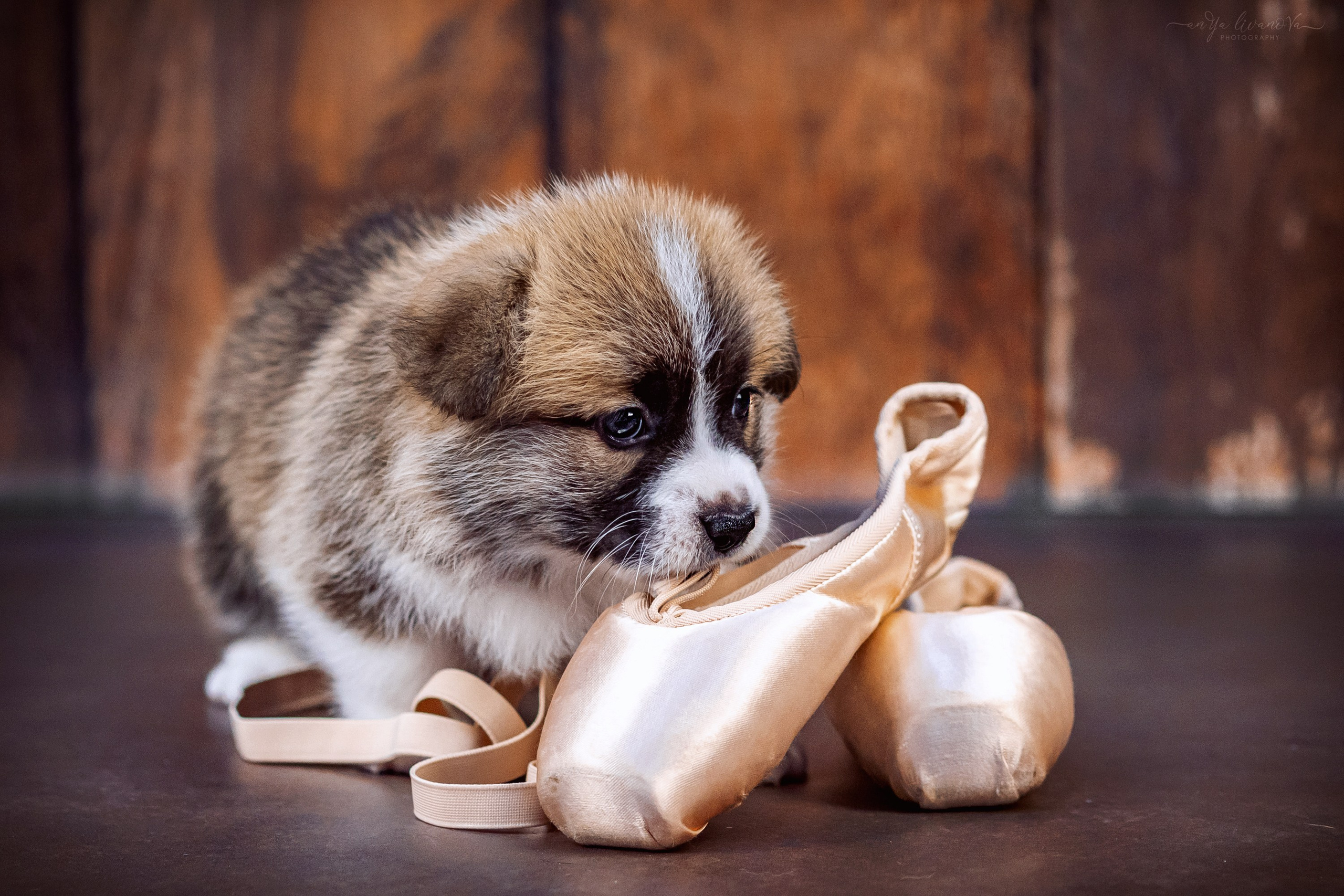 Коржики. Фотограф анималист Аня Ливанова | Рыбинск