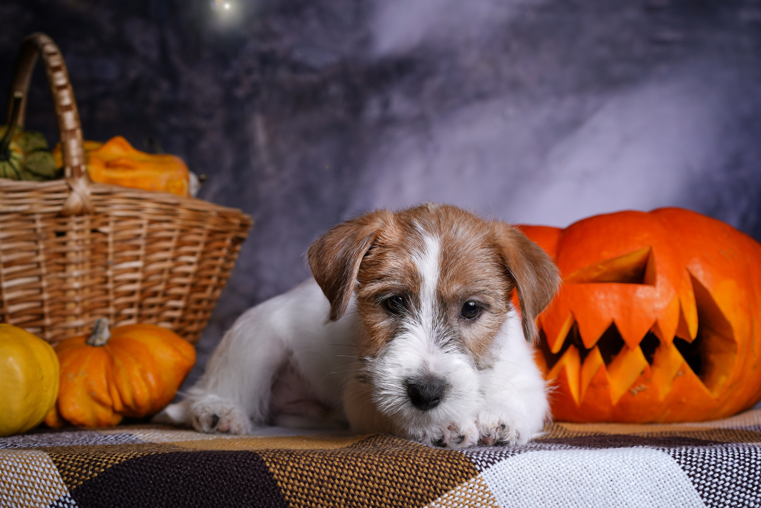 Щенки джек-рассел терьера. Фотограф-анималист в Санкт-Петербурге Яна Мартынова