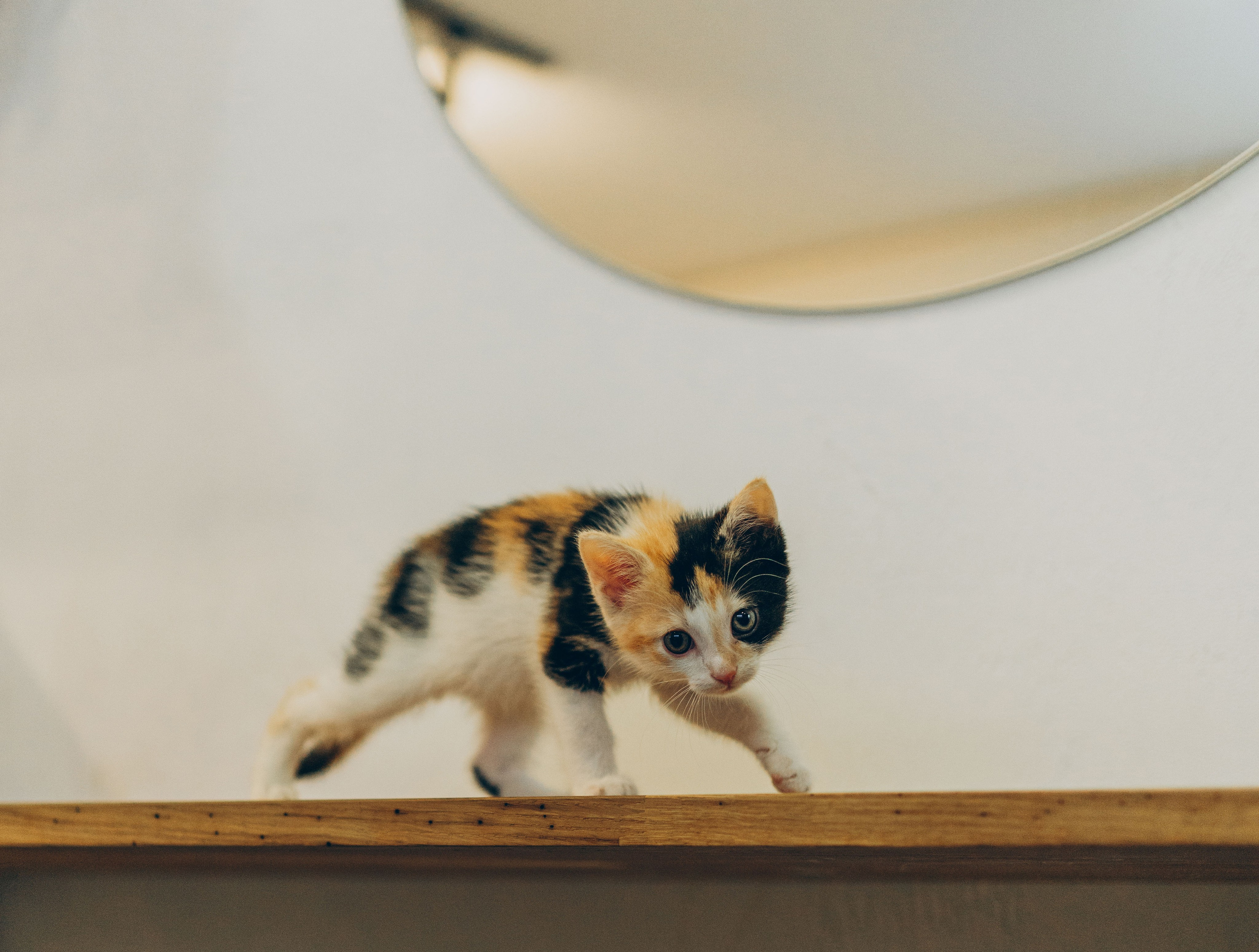 Соник. Фотограф анималист в Спб недорого Олеся Майорова