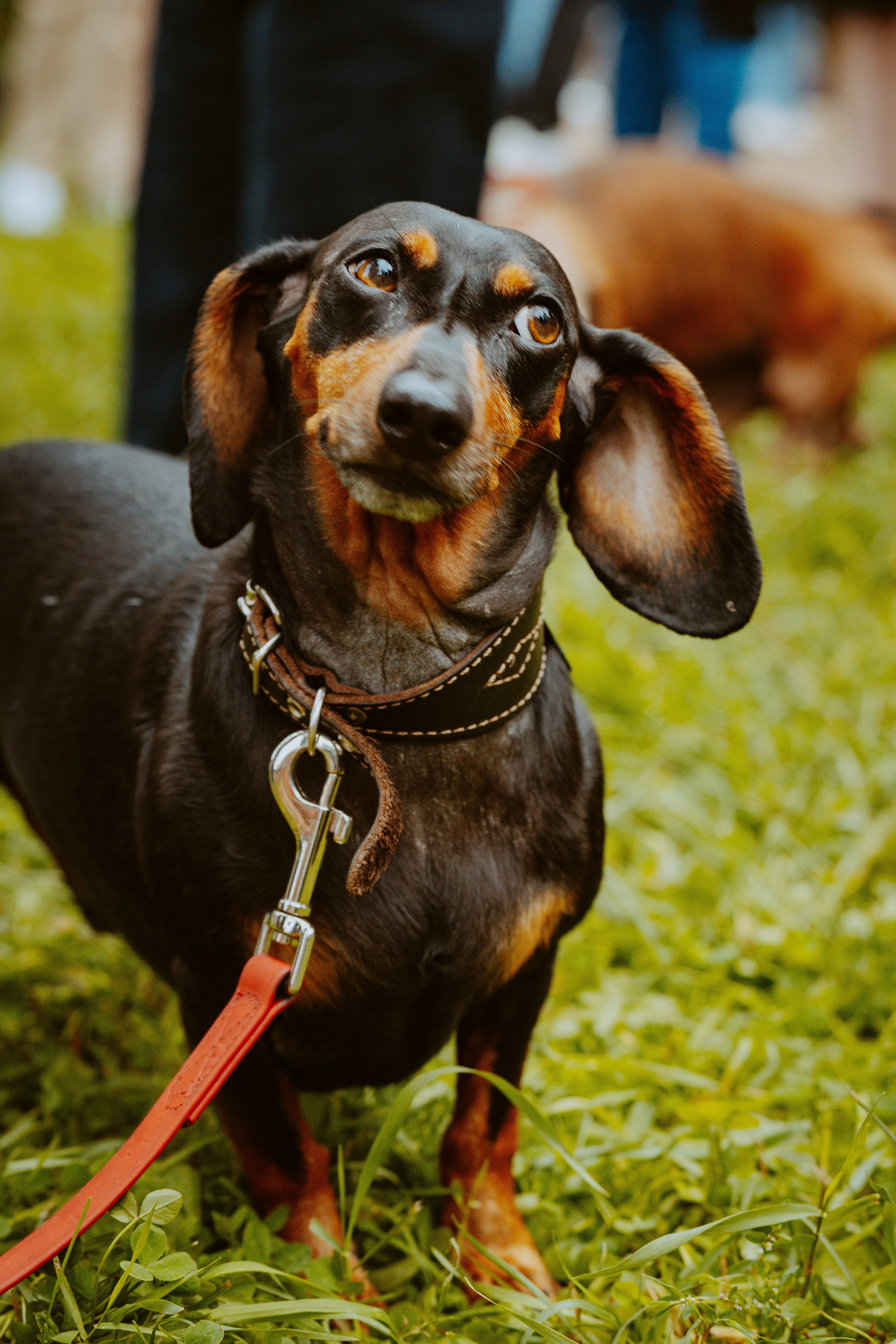 Такспарад. Фотограф анималист в Спб недорого Олеся Майорова