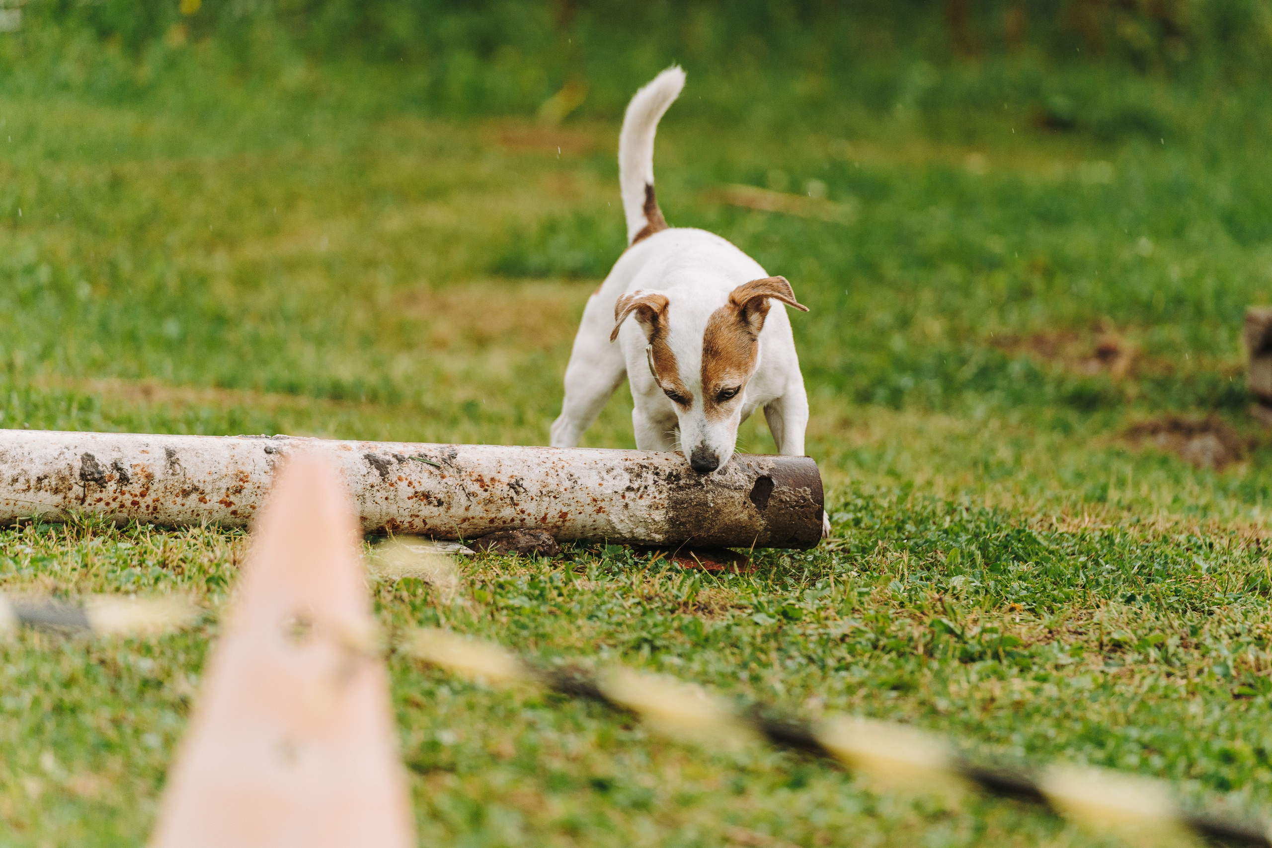 Соревнования по ноузворку в Новожилово. Фотограф анималист в Спб недорого Олеся Майорова