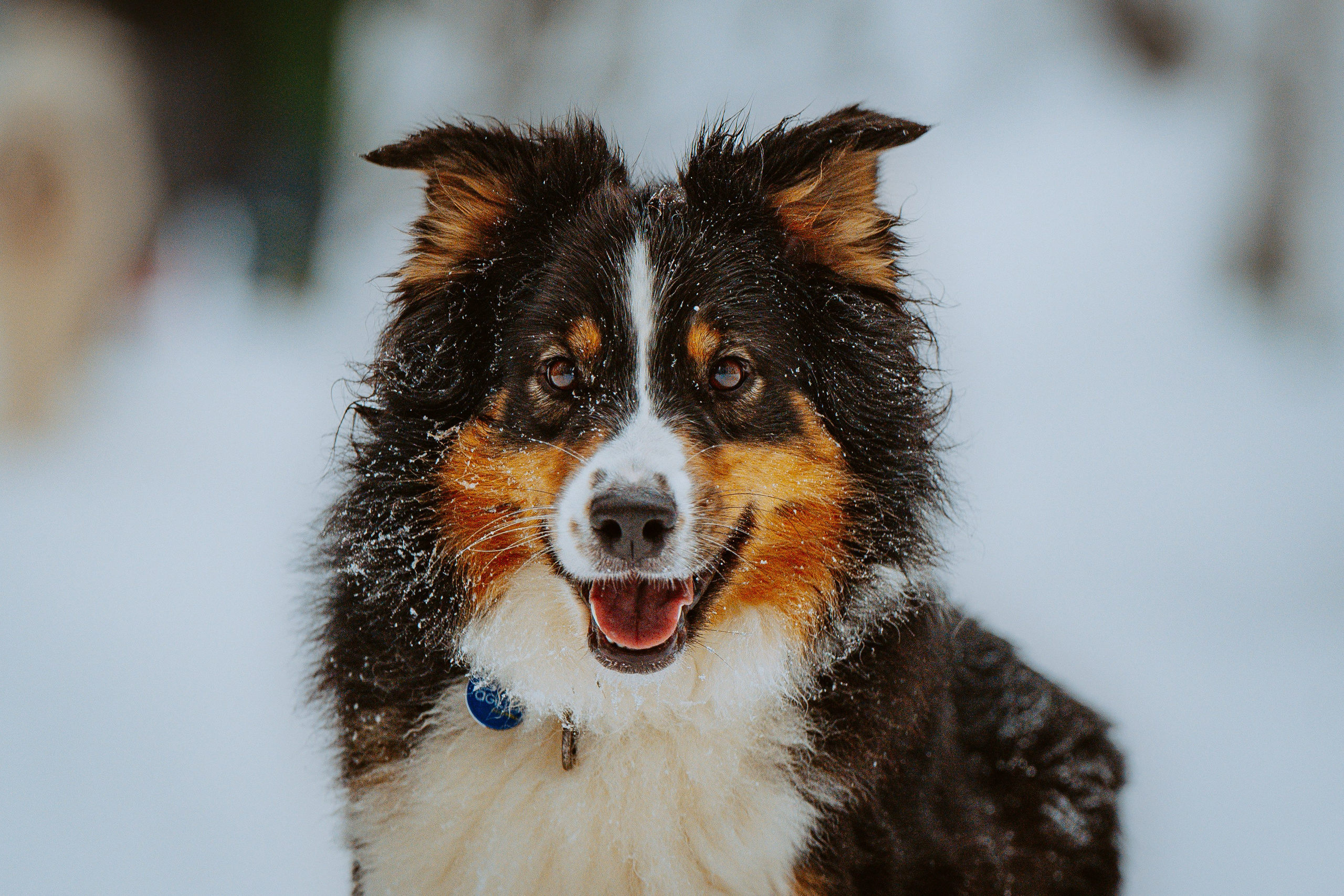 Дог трекинг. Фотограф анималист в Спб недорого Олеся Майорова