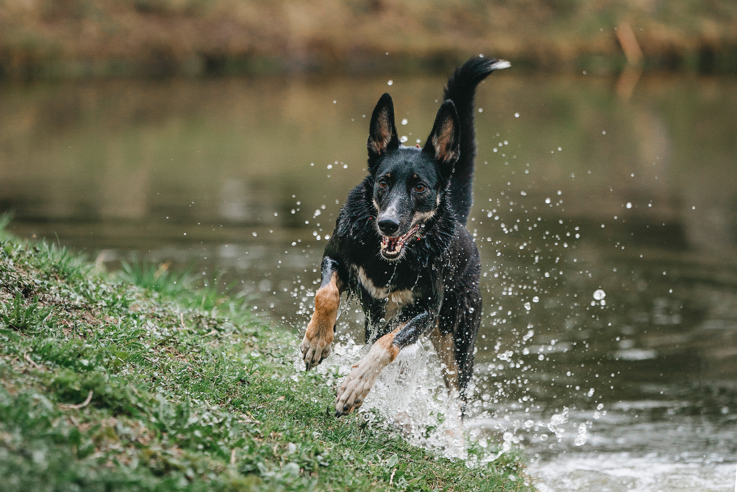Эля и Шиза. Фотограф анималист в Спб недорого Олеся Майорова