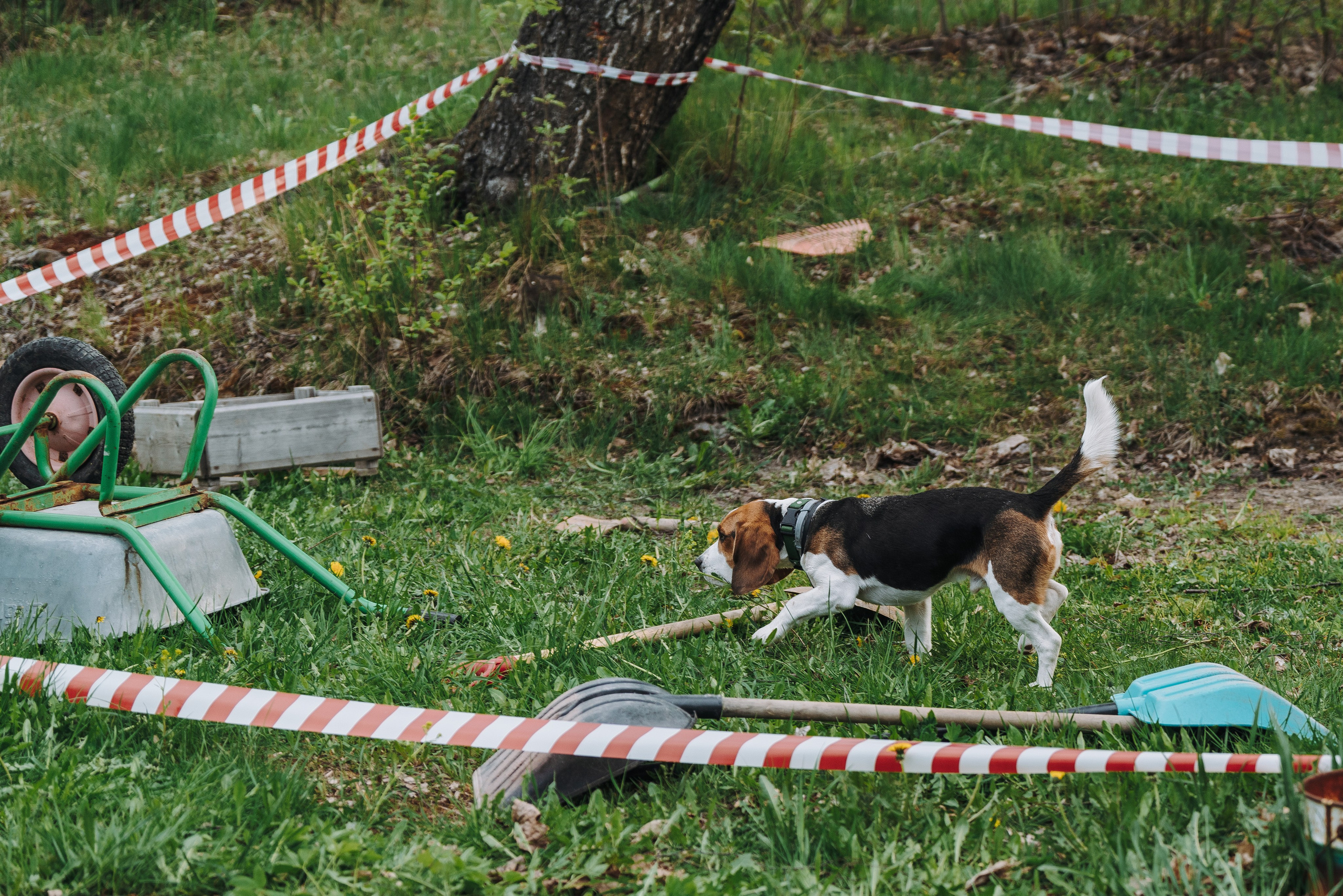 Соревнования по ноузворку в Лосево. Фотограф анималист в Спб недорого Олеся Майорова