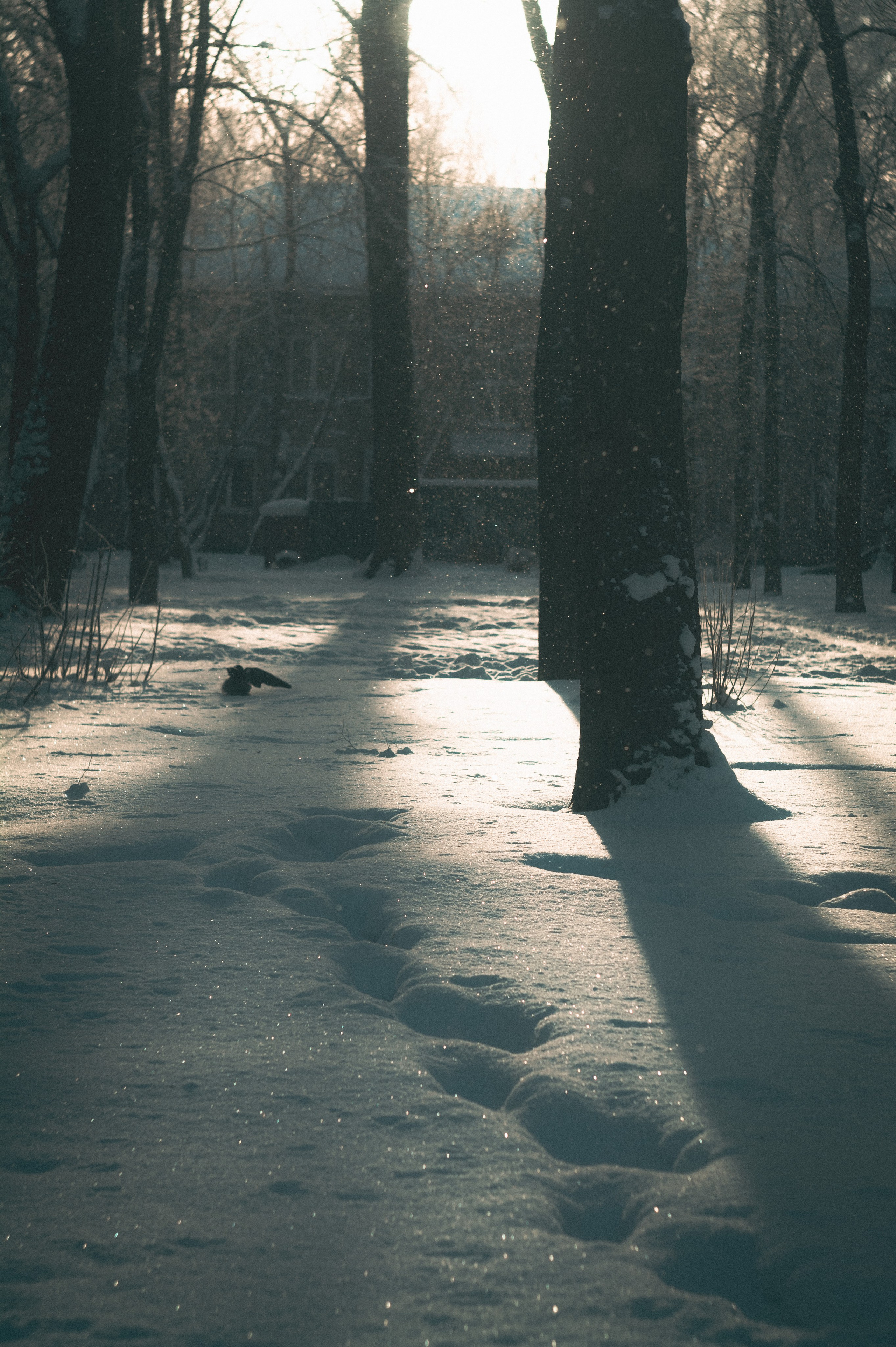 Мороз. Den Mirov — Фотограф, Музыкант