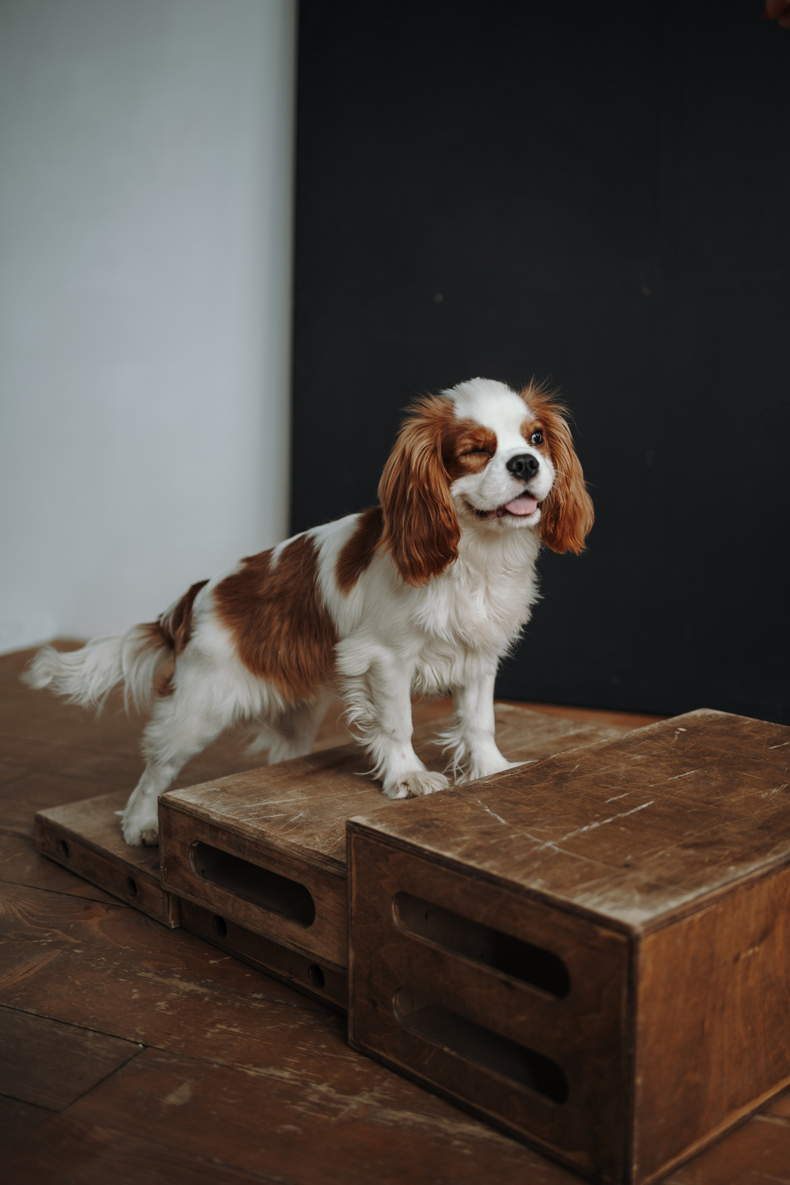 Плуто и его семья. Фотограф — Анималист | Санкт-Петербург