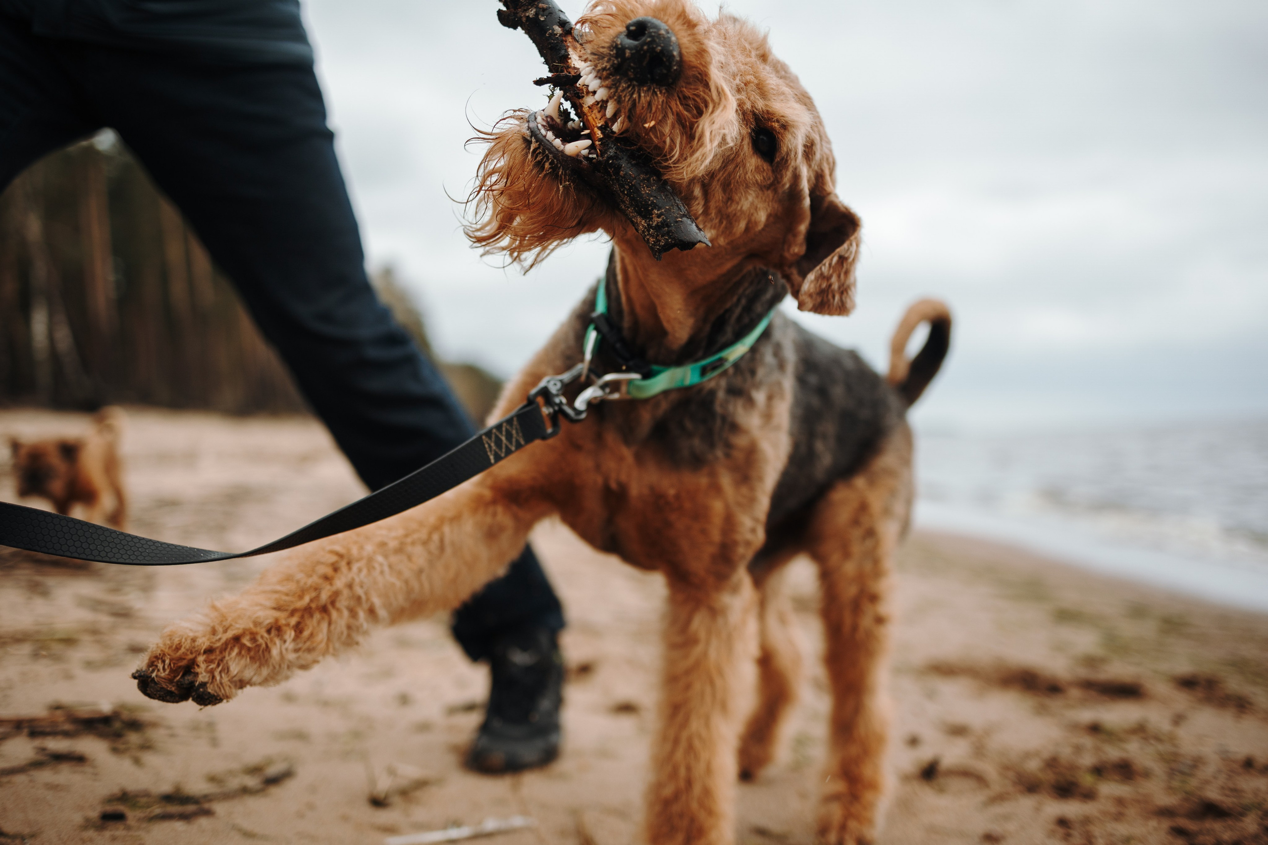 Вера и ее семья. Фотограф — Анималист | Санкт-Петербург