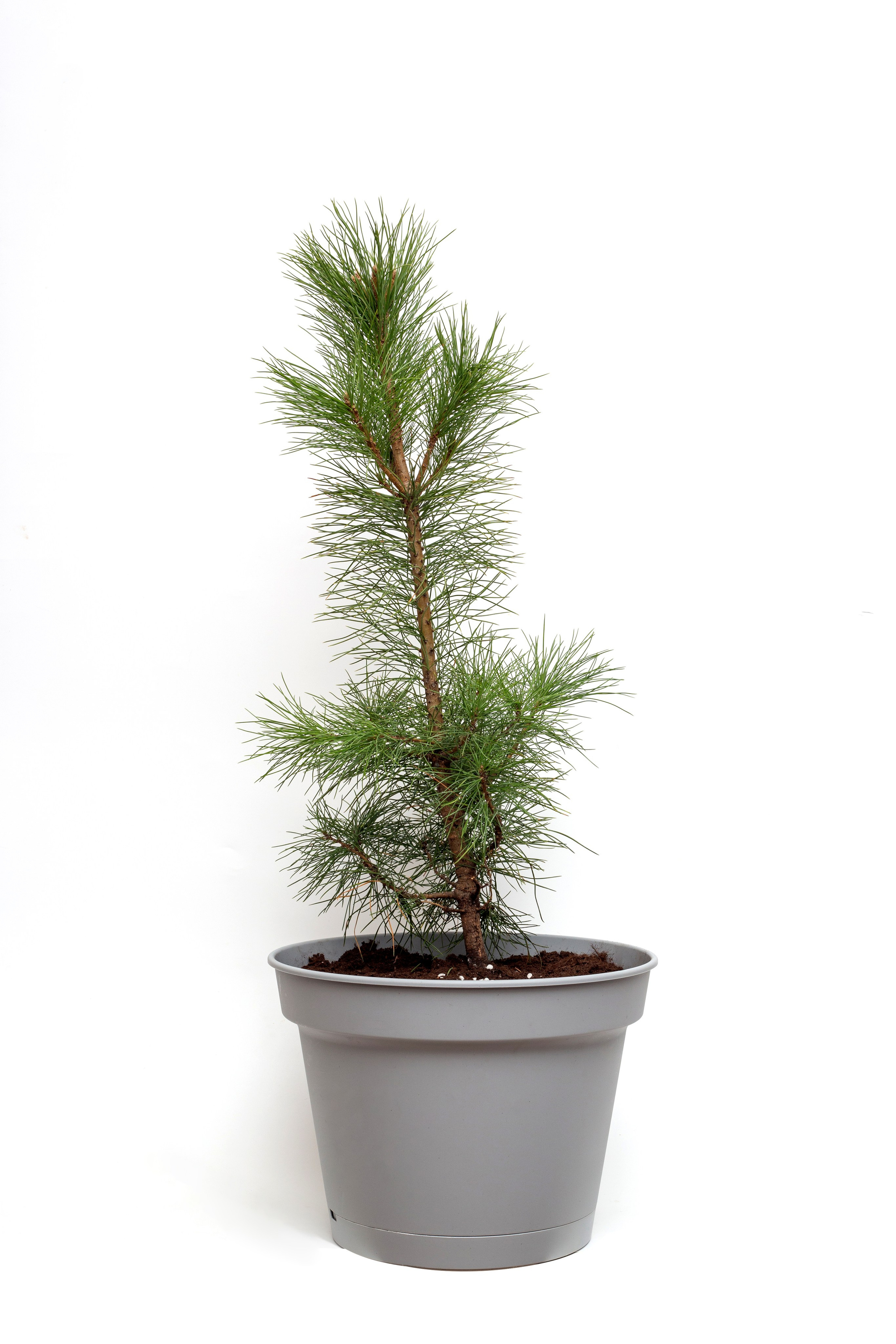 Кедры. Фотограф для различных событий, проектов, маркетплейсов, сайтов и мероприятий в Екатеринбурге